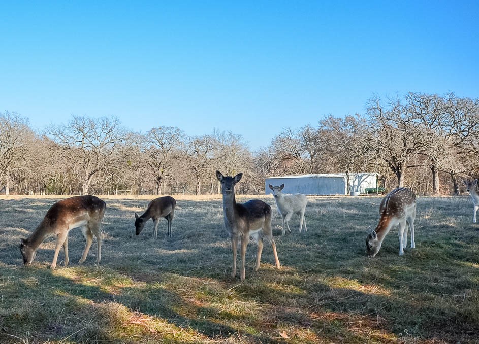 Lot 132 Lincoln Drive Streetman TX 75859