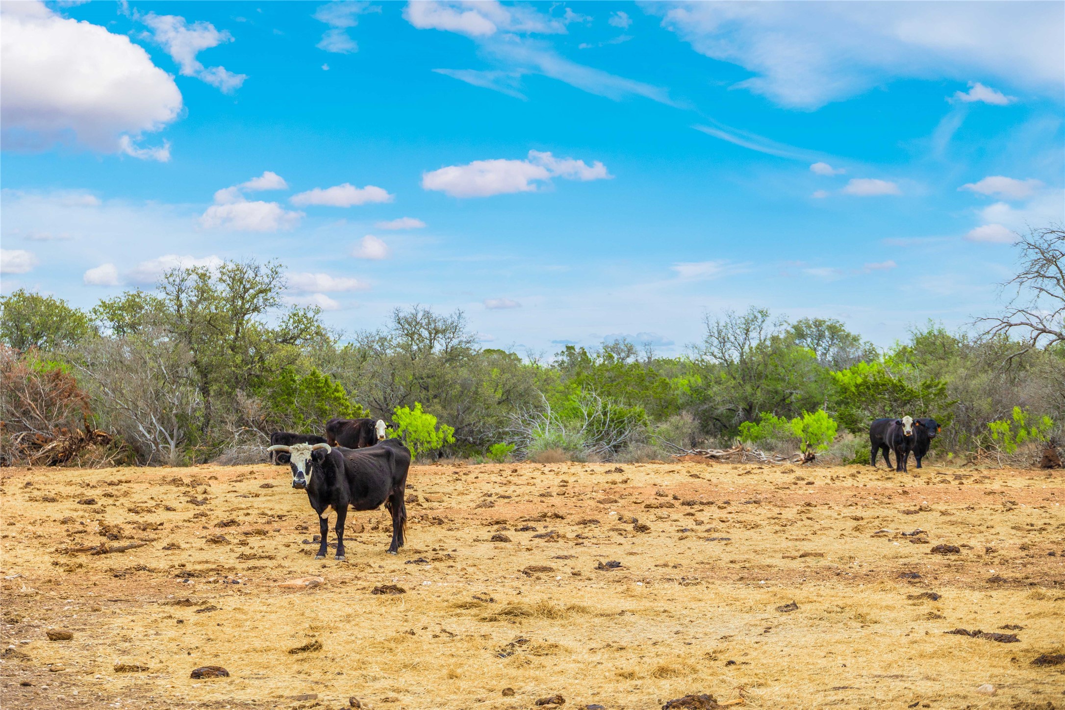 000TBD Highway 377 Mercury TX 76872