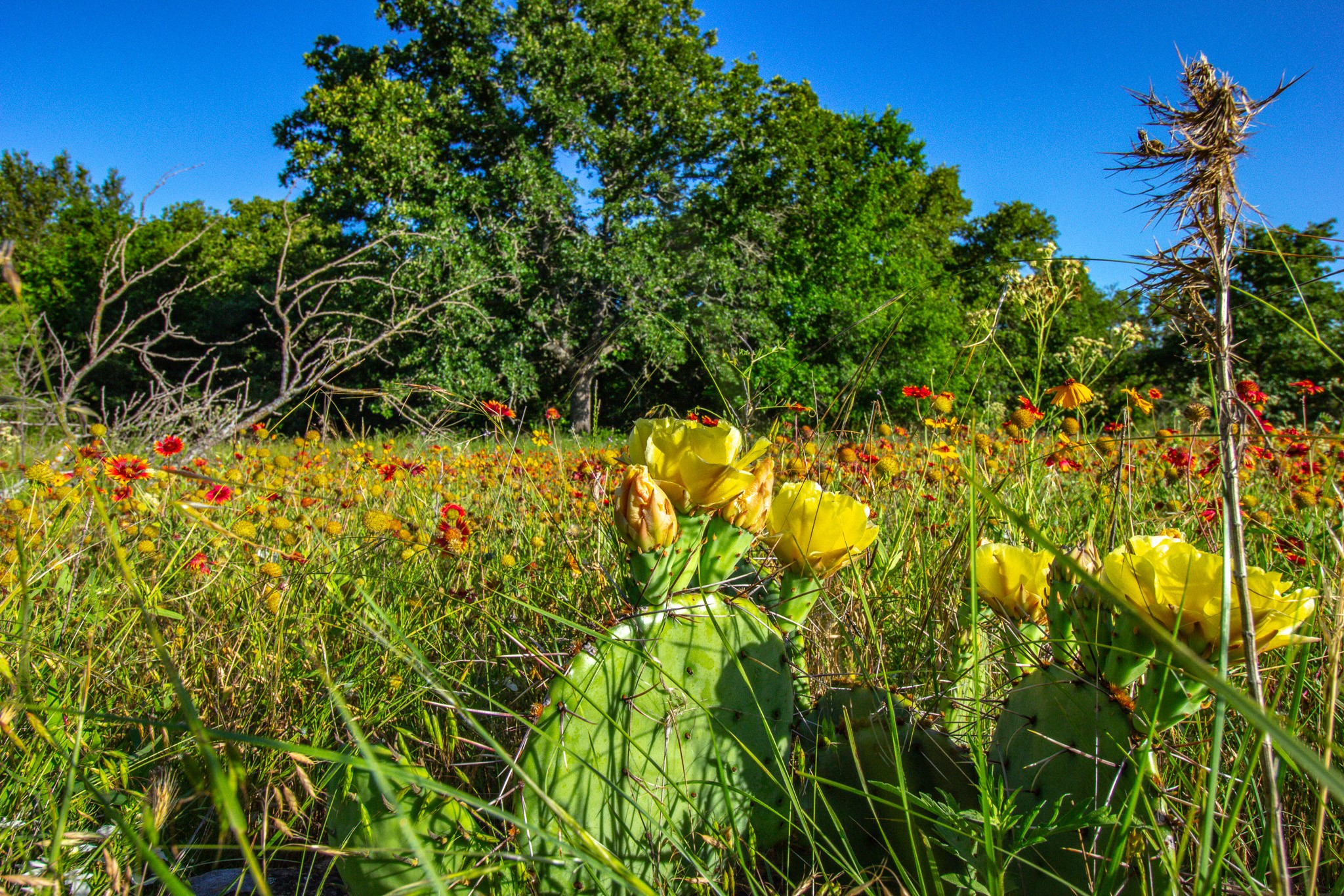 Tbd Burwick Bryson TX 76427