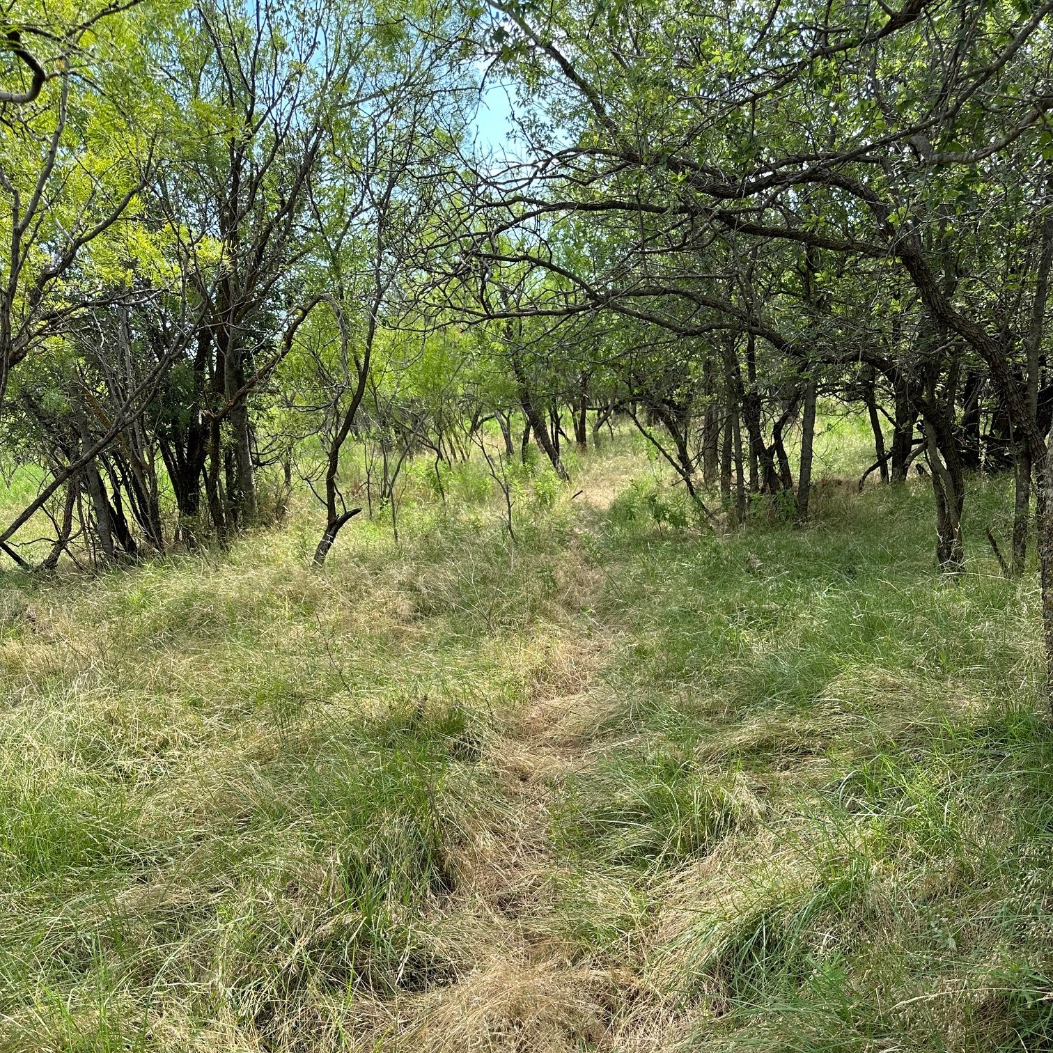 Tract 19 Ac Cr 150 Abilene TX 79601