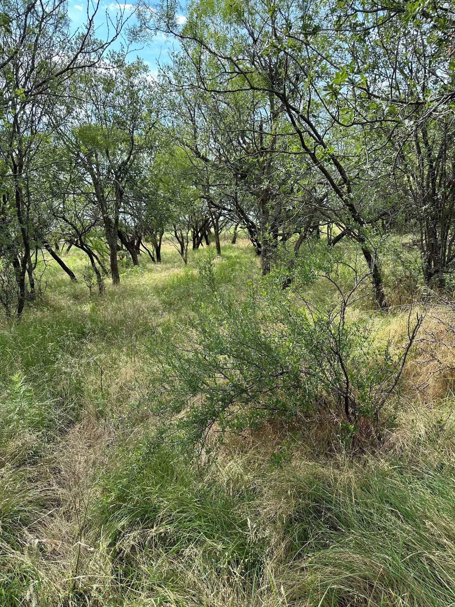 Tract 19 Ac Cr 150 Abilene TX 79601