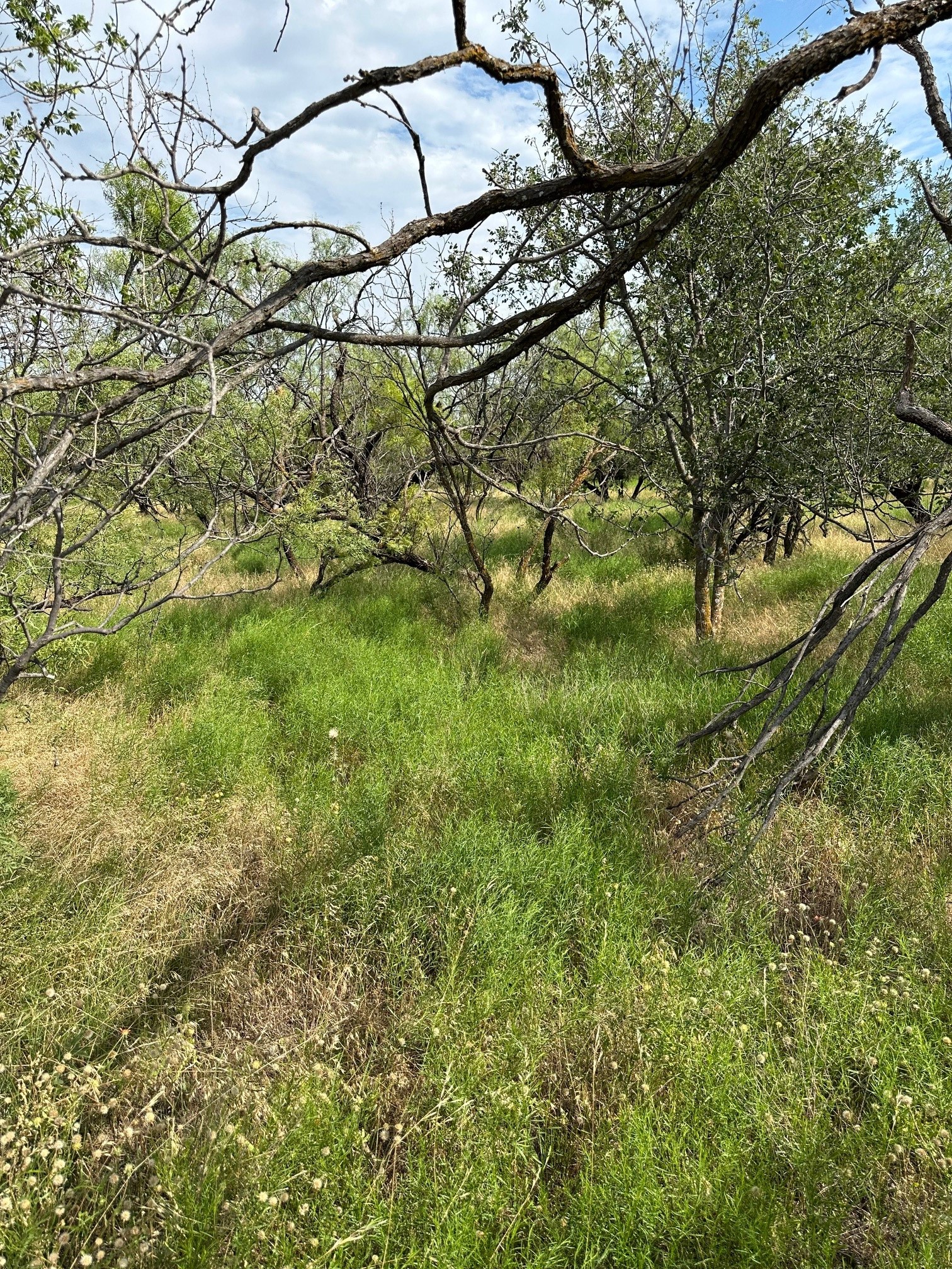 Tract 19 Ac Cr 150 Abilene TX 79601