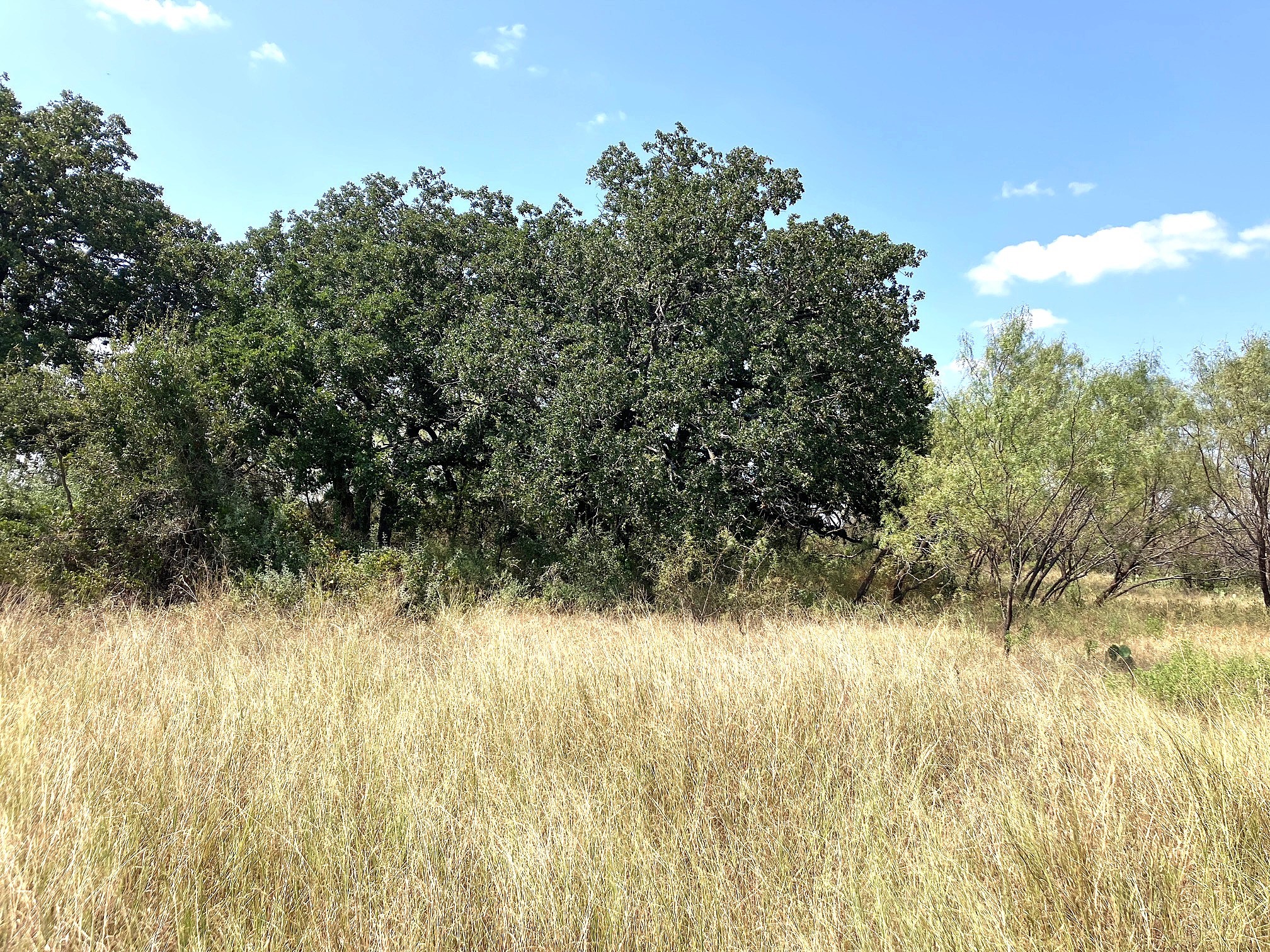 40 Acres Tbd Highway 2247 Comanche TX 76442