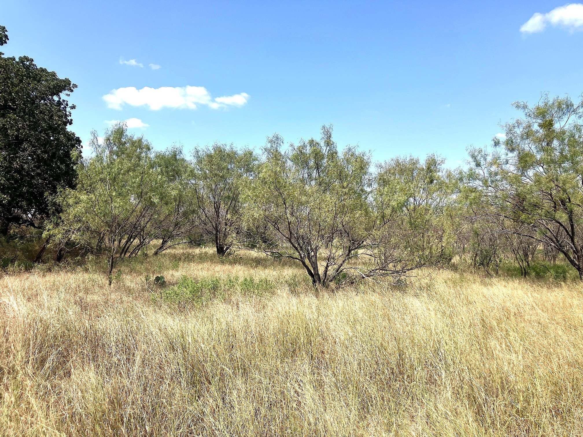 40 Acres Tbd Highway 2247 Comanche TX 76442