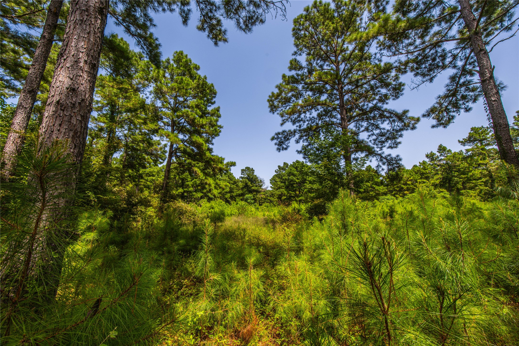 Tract 7 County Road 4221 Frankston TX 75763