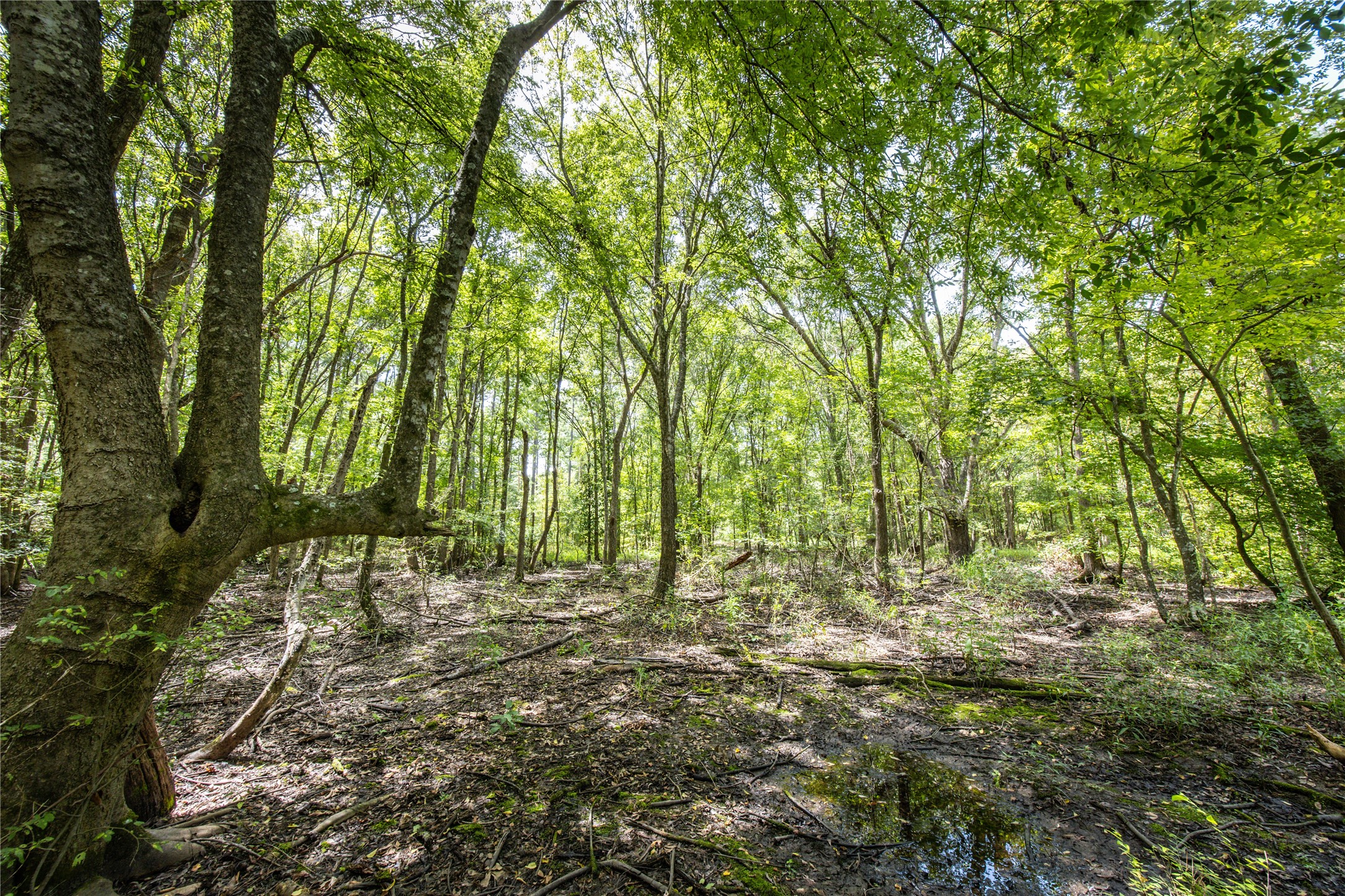 Tract 7 County Road 4221 Frankston TX 75763