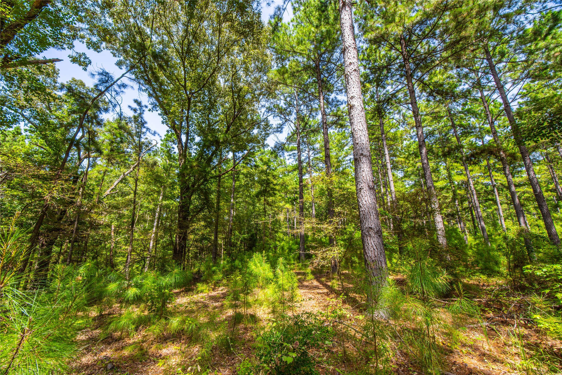 Tract 7 County Road 4221 Frankston TX 75763