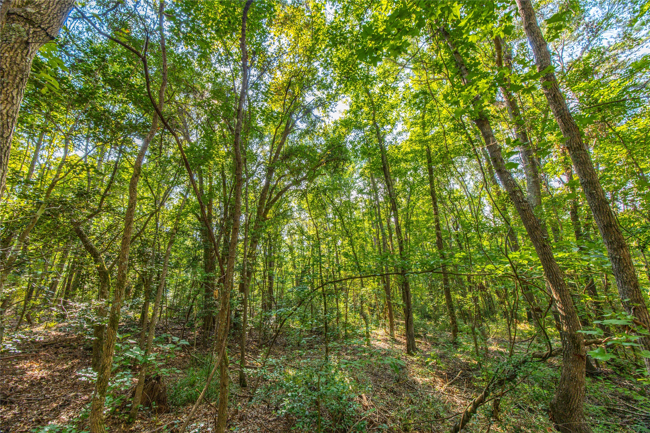 Tract 7 County Road 4221 Frankston TX 75763