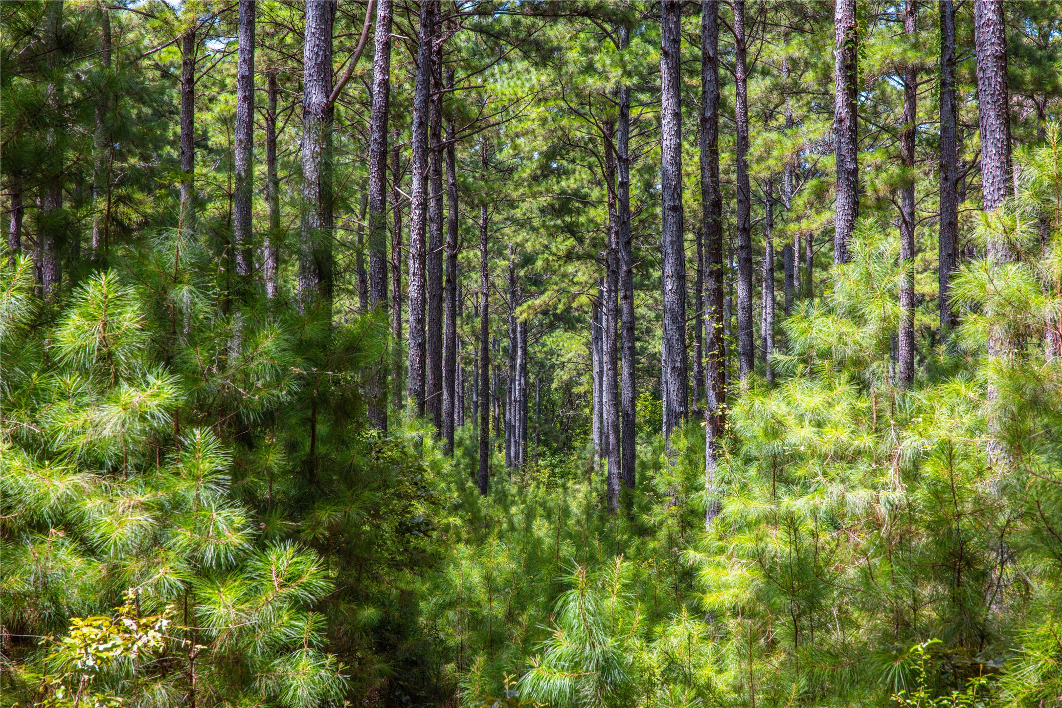 Tract 7 County Road 4221 Frankston TX 75763