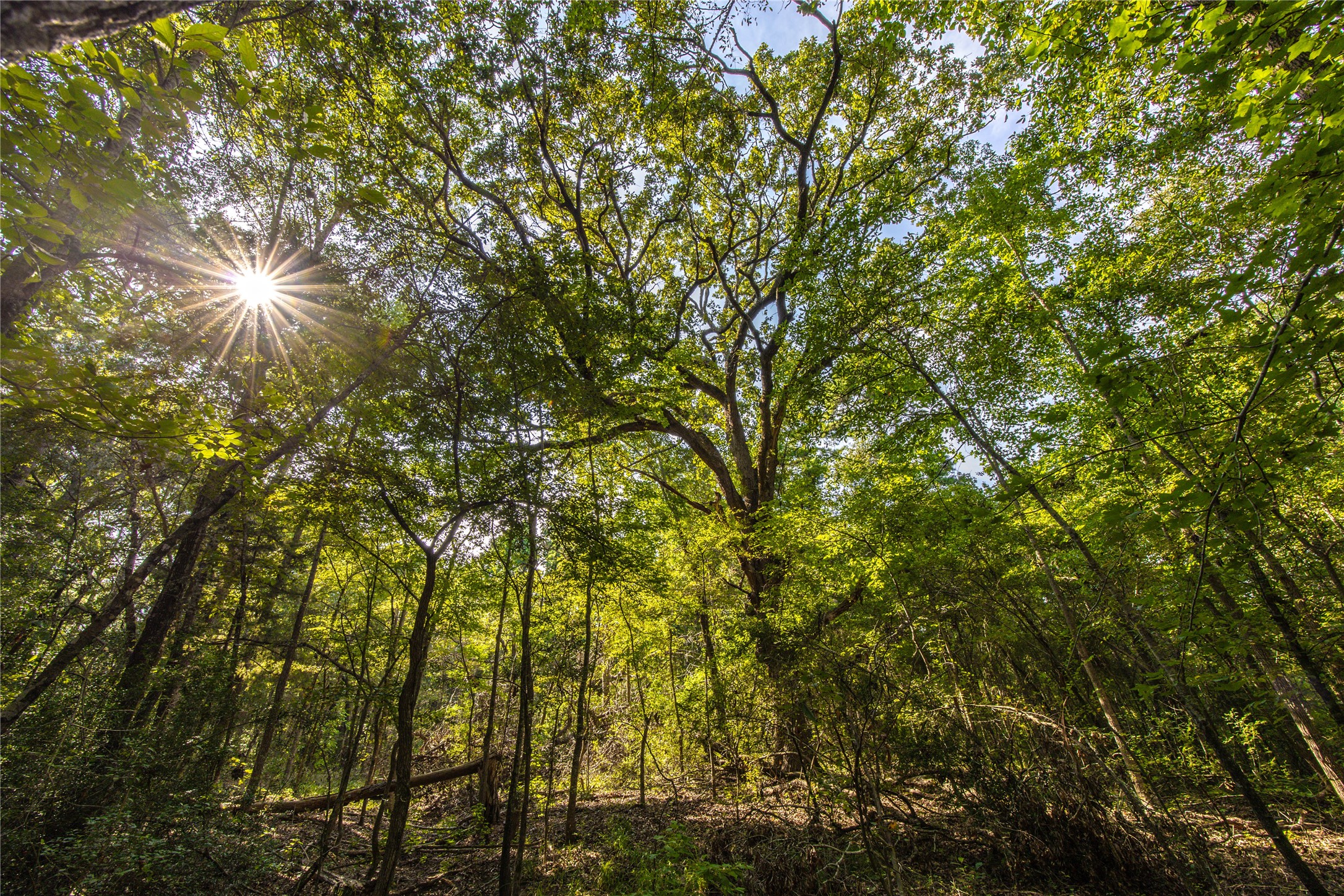 Tract 7 County Road 4221 Frankston TX 75763