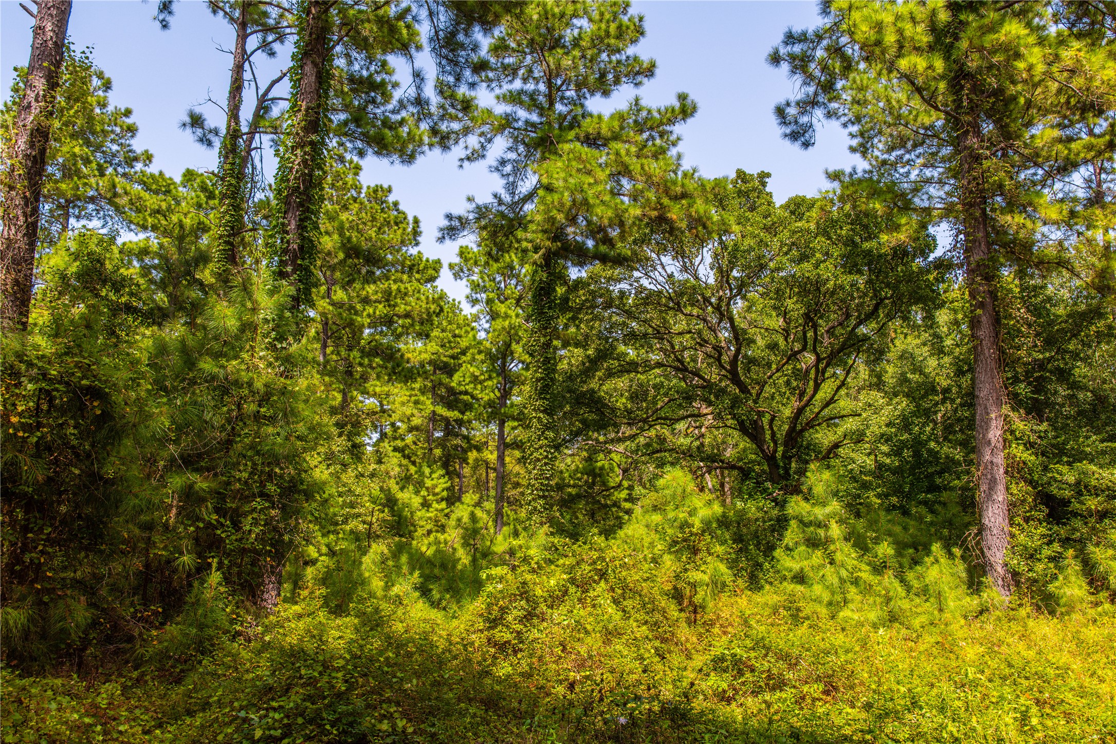 Tract 7 County Road 4221 Frankston TX 75763