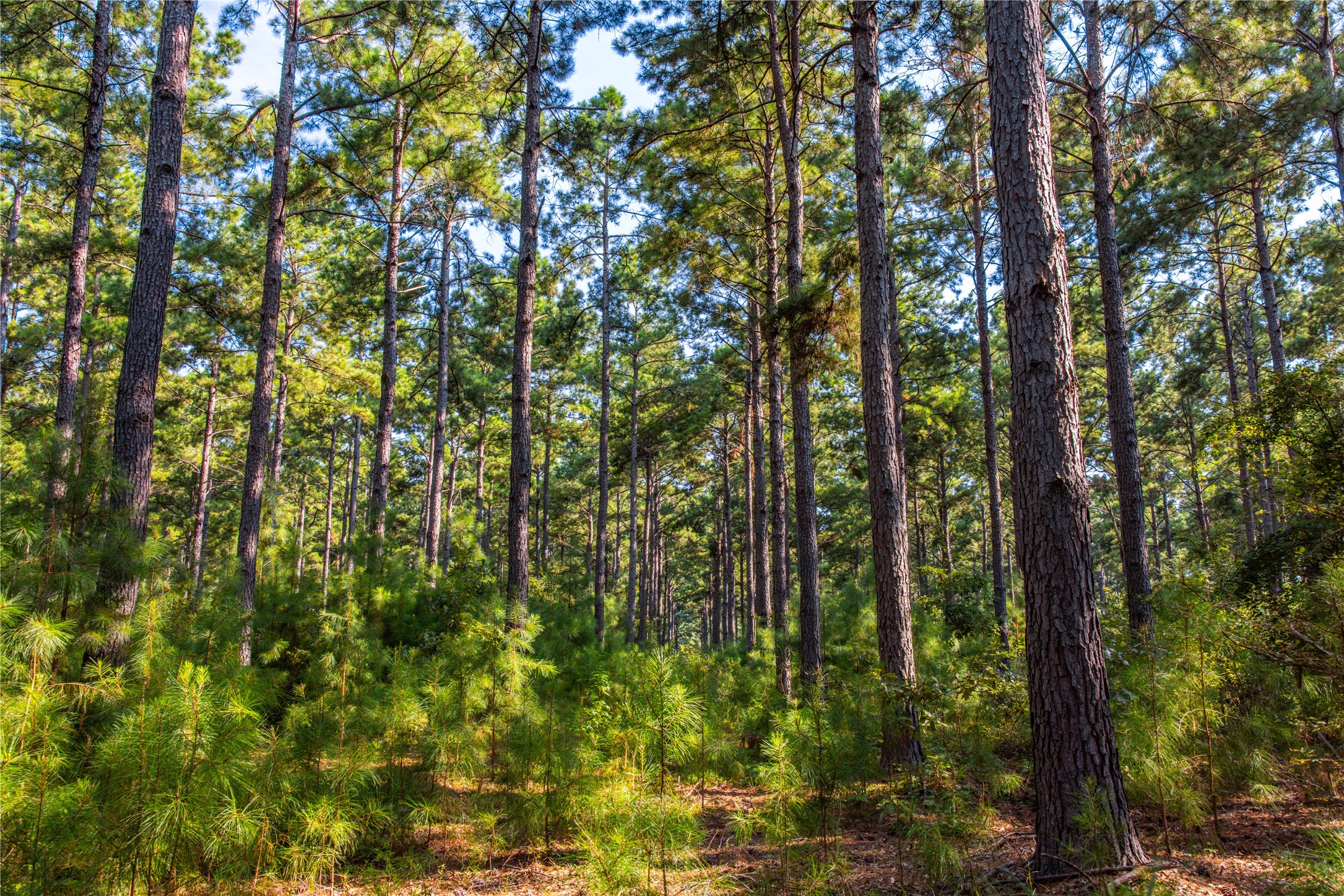 Tract 7 County Road 4221 Frankston TX 75763