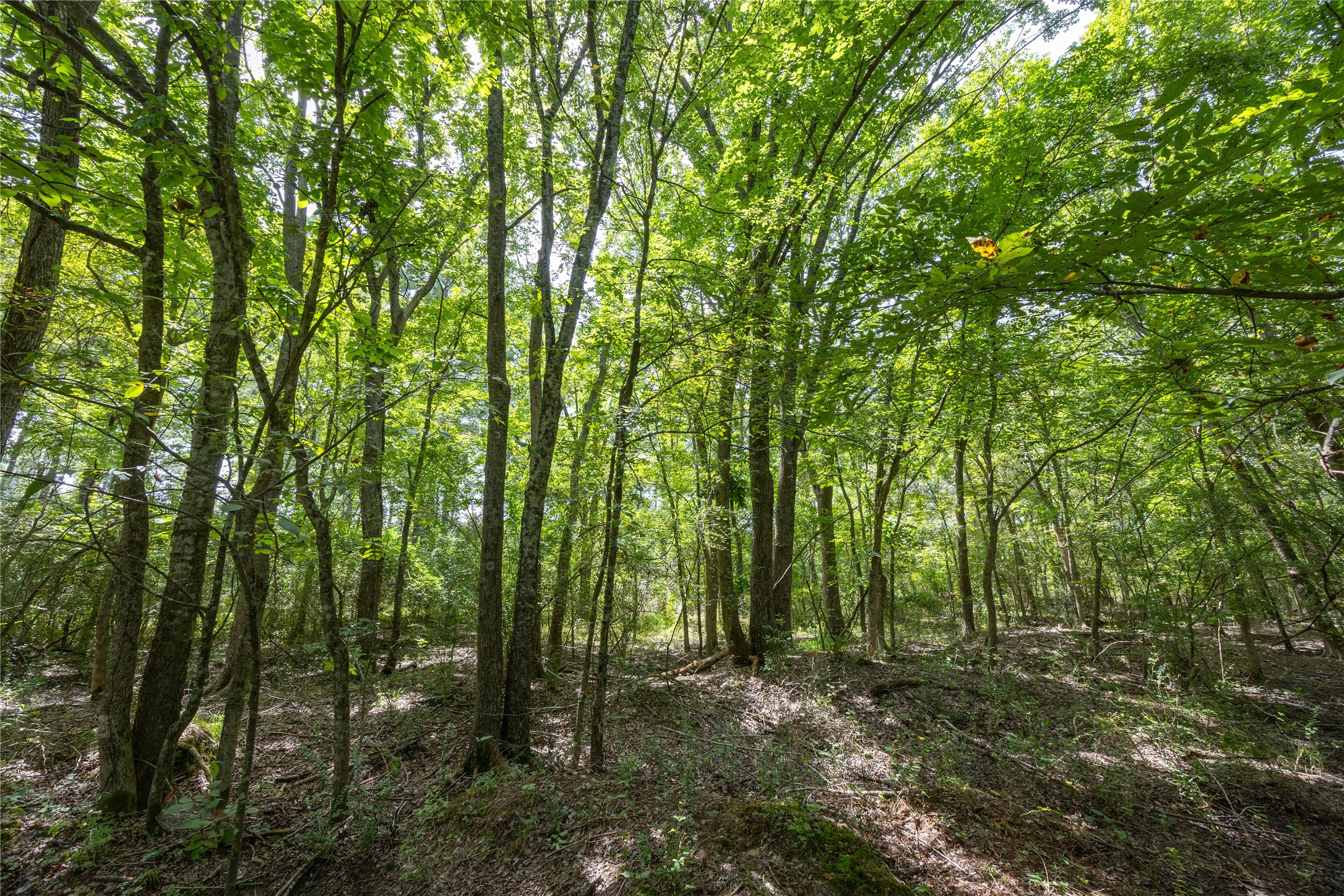 Tract 7 County Road 4221 Frankston TX 75763