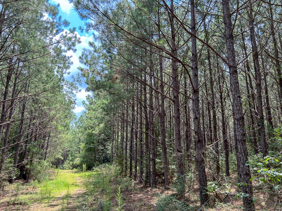 0 County Line Road Livingston TX 77351