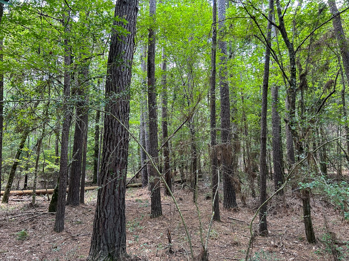 0 County Line Road Livingston TX 77351
