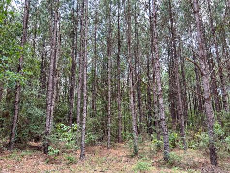0 County Line Road Livingston TX 77351