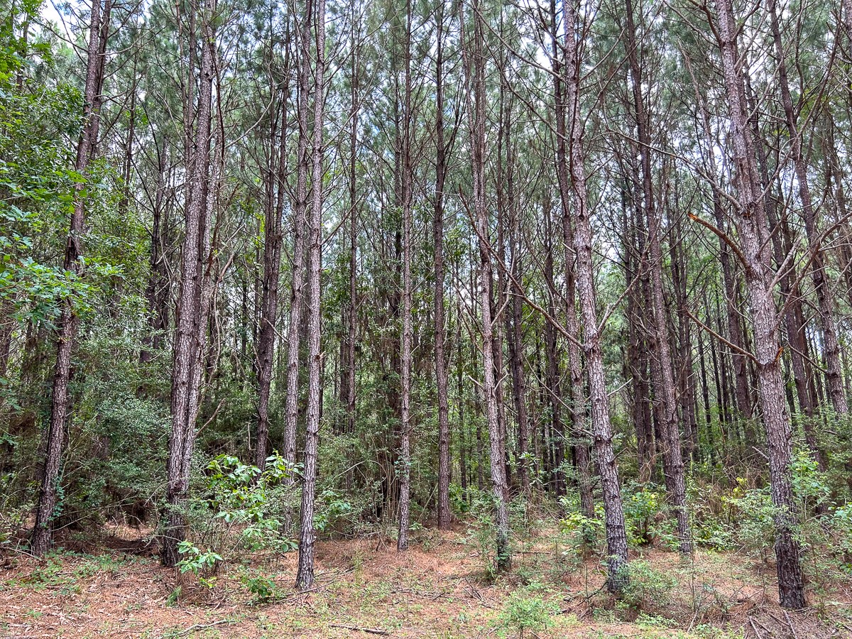 0 County Line Road Livingston TX 77351