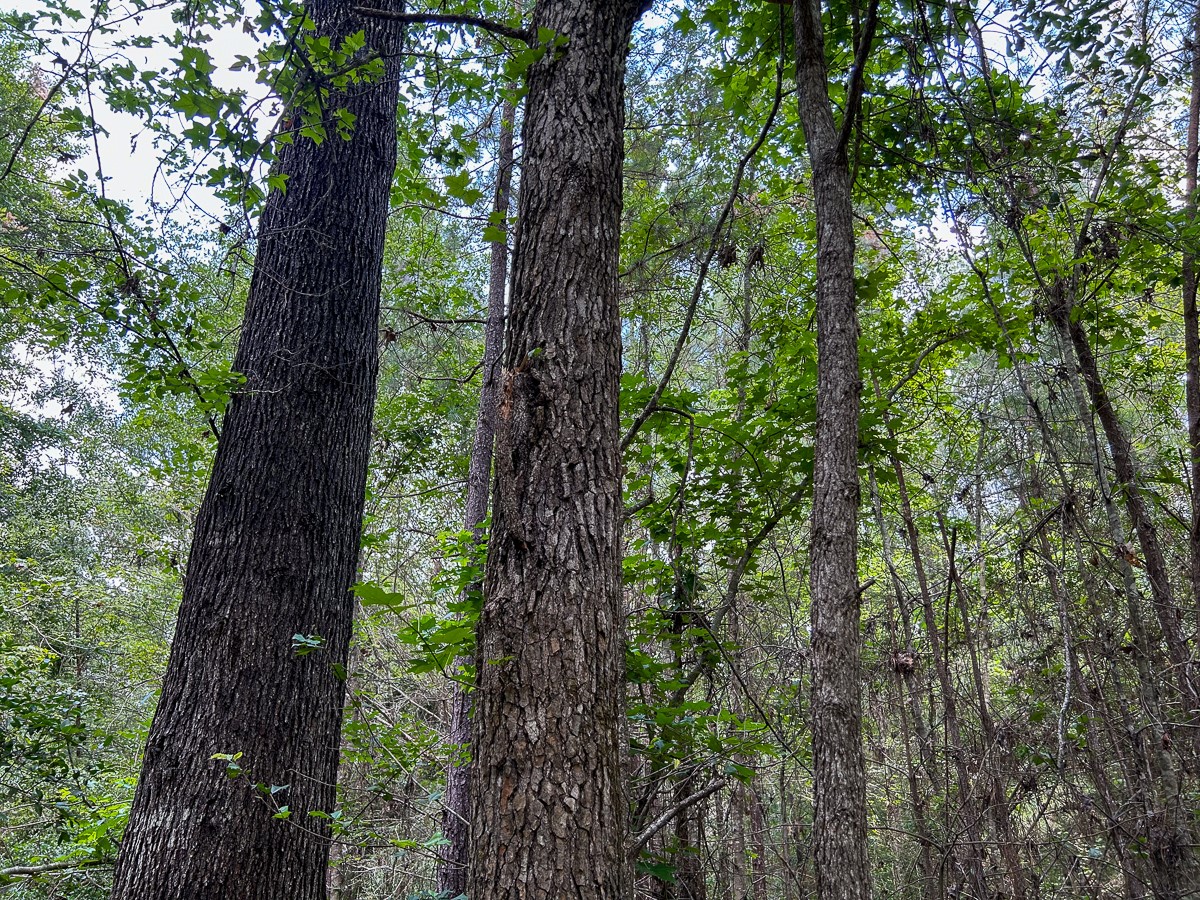0 County Line Road Livingston TX 77351