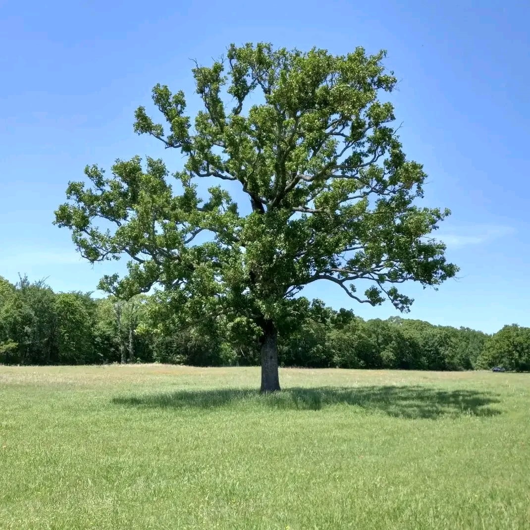 32 Acres County Road 2425 Como TX 75431