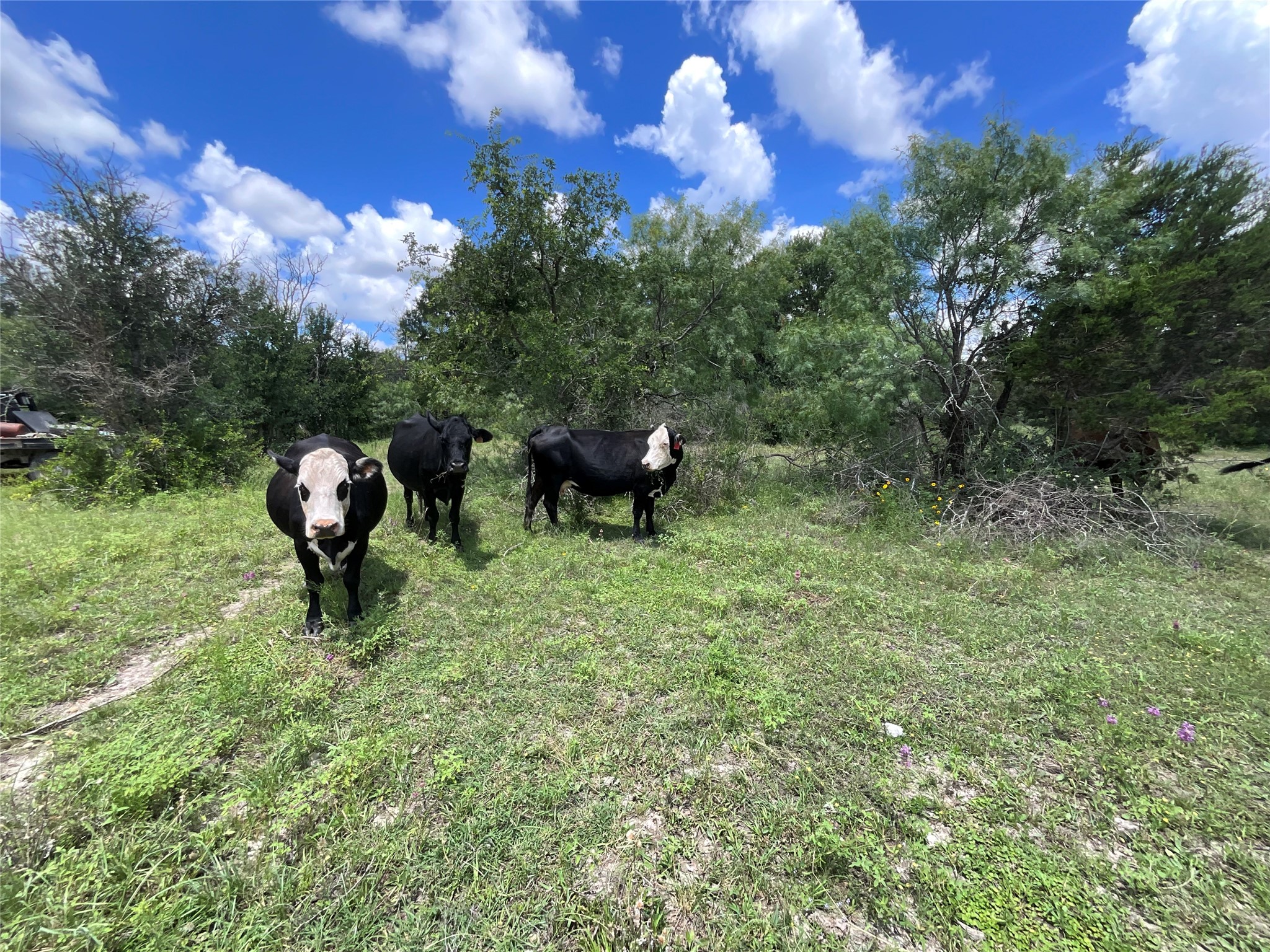Tbd W Fm 2486 Gustine TX 76455