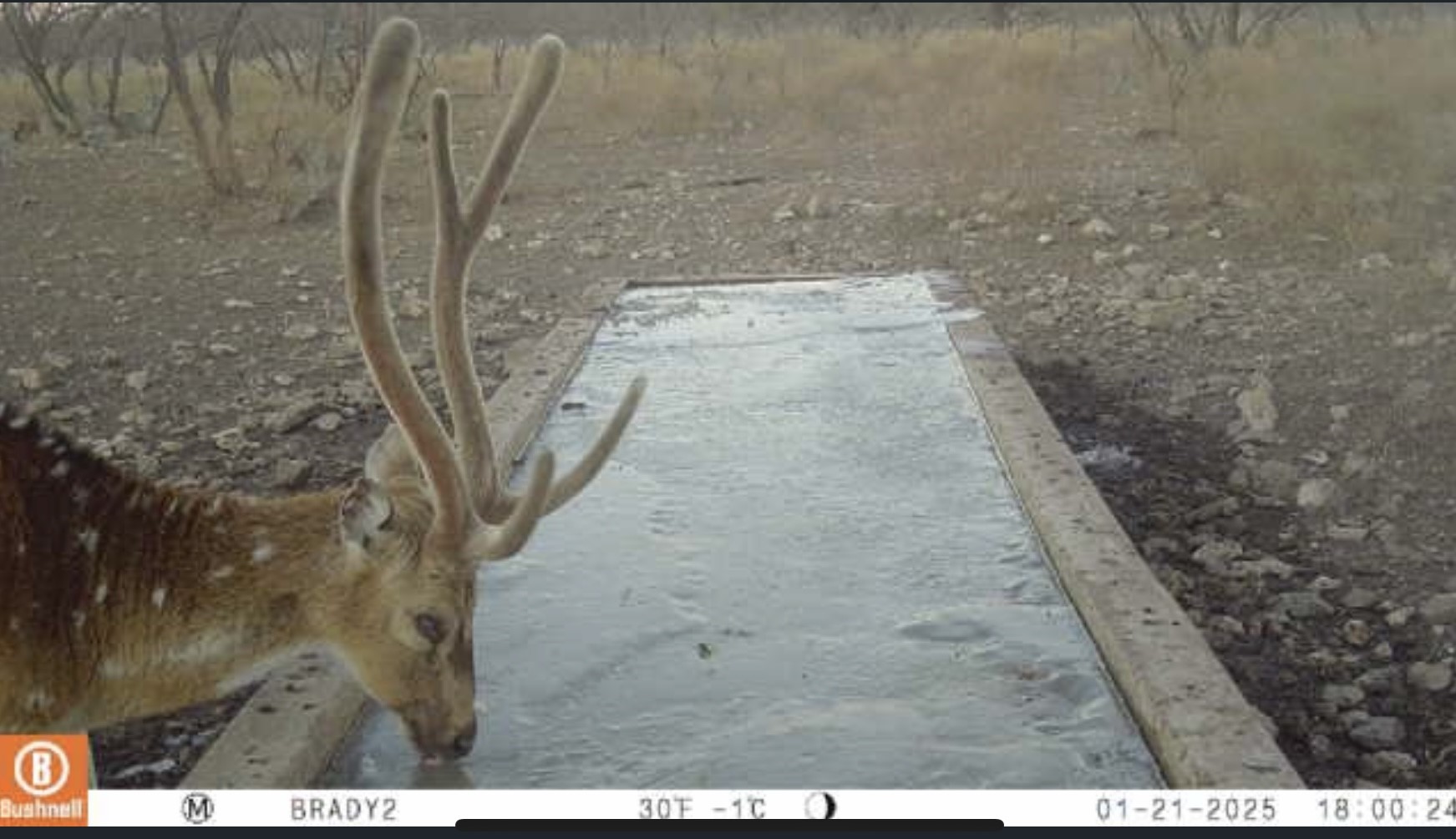 371 Axis Court Melvin TX 76858