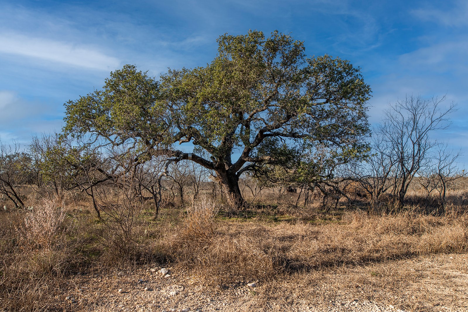 371 Axis Court Melvin TX 76858