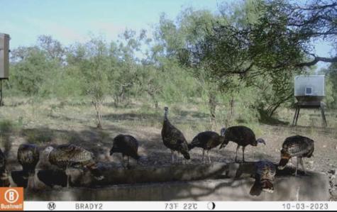 371 Axis Court Melvin TX 76858