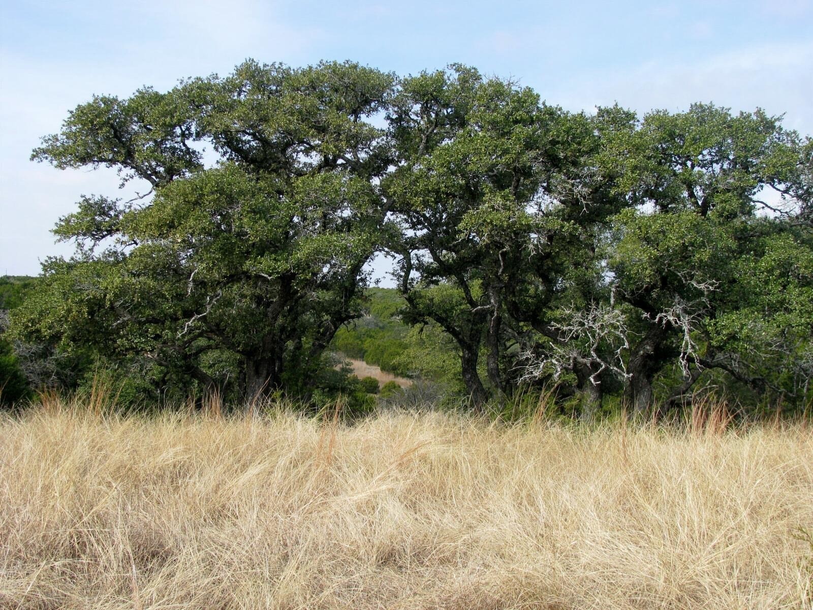 Tbd County Road 162 Evant TX 76525