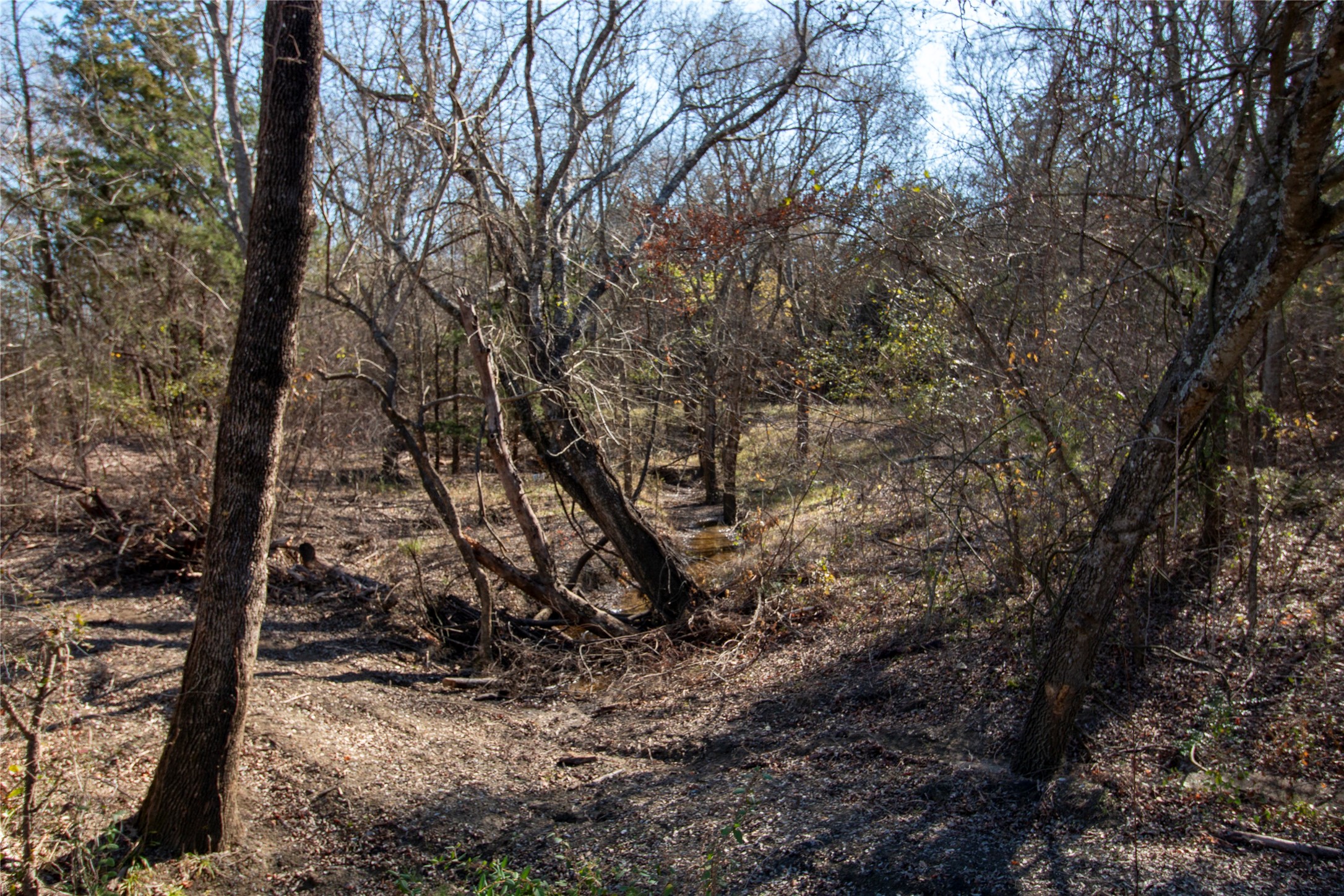Lot 3 County Road 2905 Dodd City TX 75438
