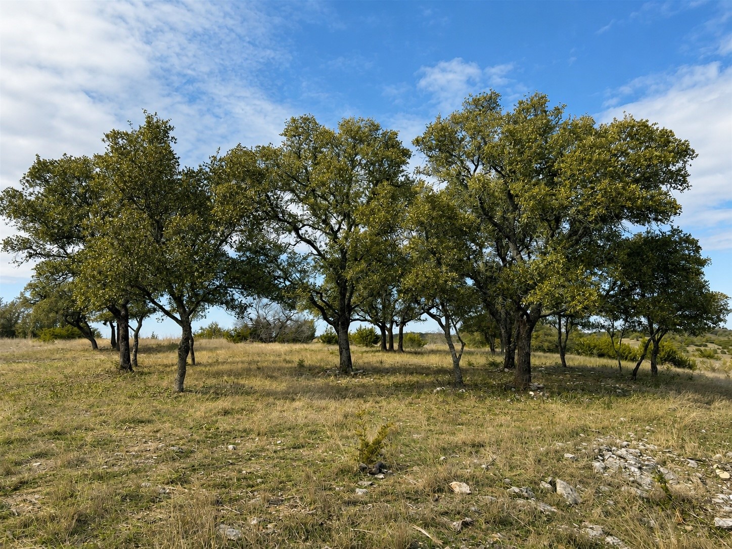 1146 Hidden Cove Trail Glen Rose TX 76043