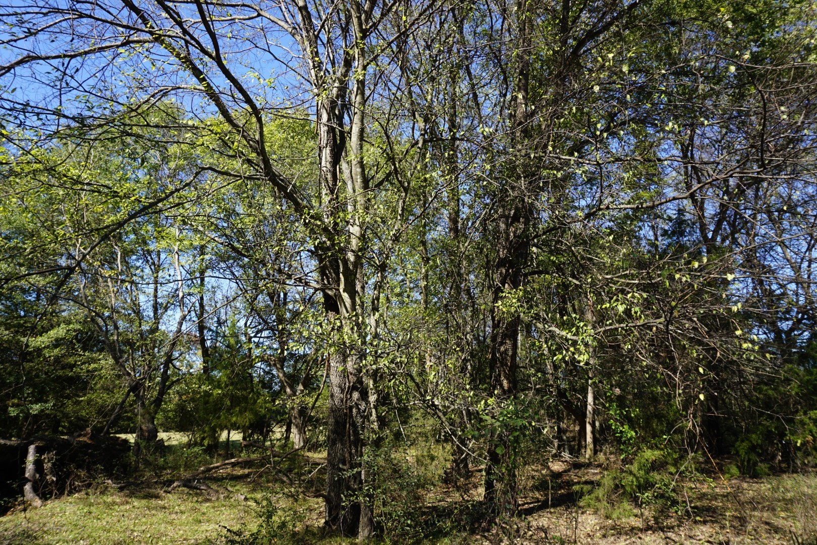 4301 Plainview Road Naples TX 75571