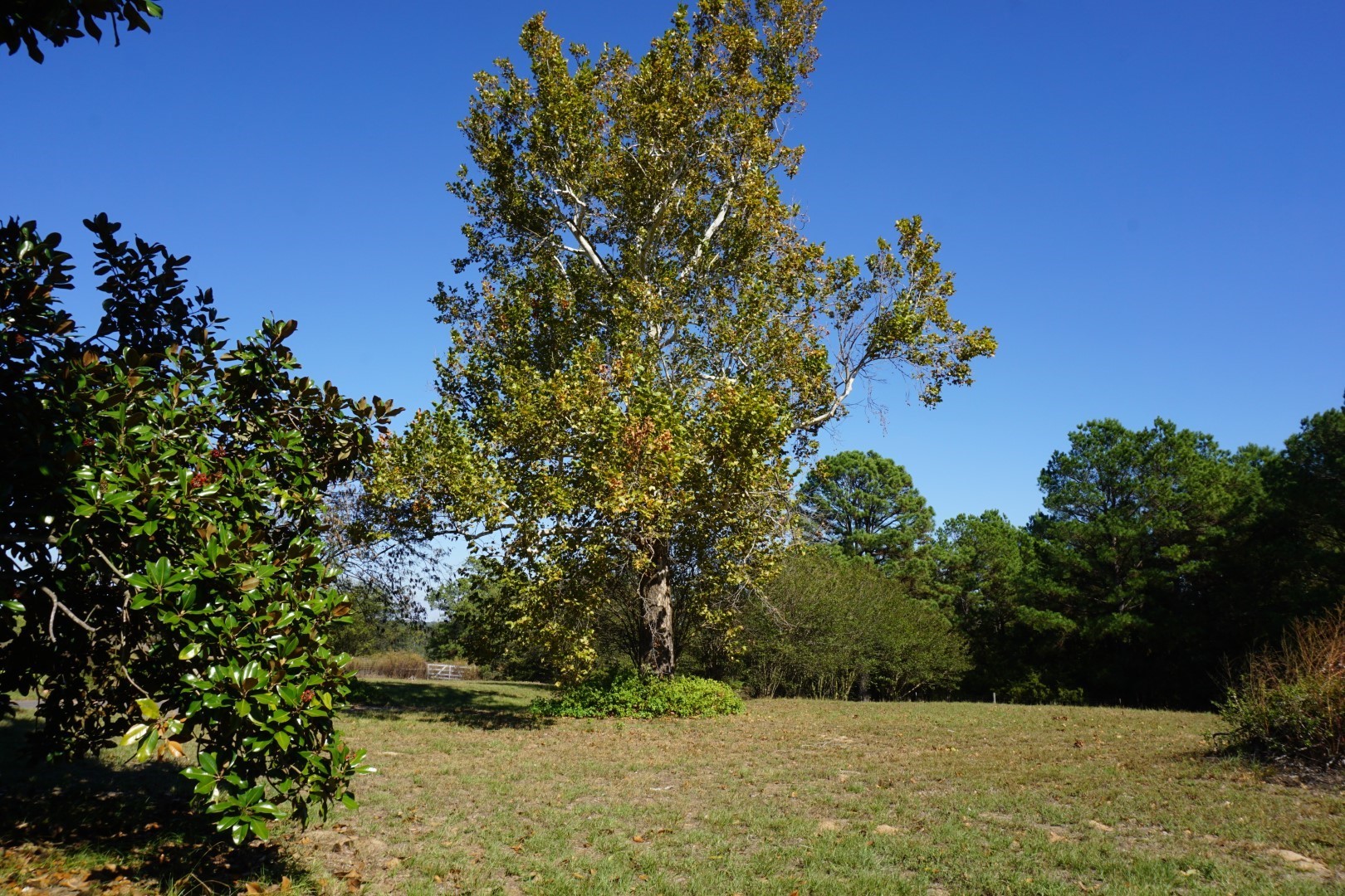 4301 Plainview Road Naples TX 75571