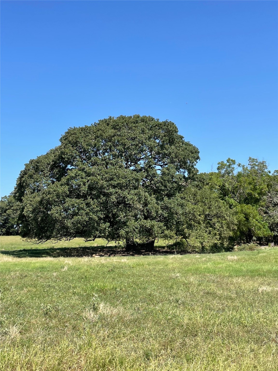 Tbd County Road 2150 Telephone TX 75488