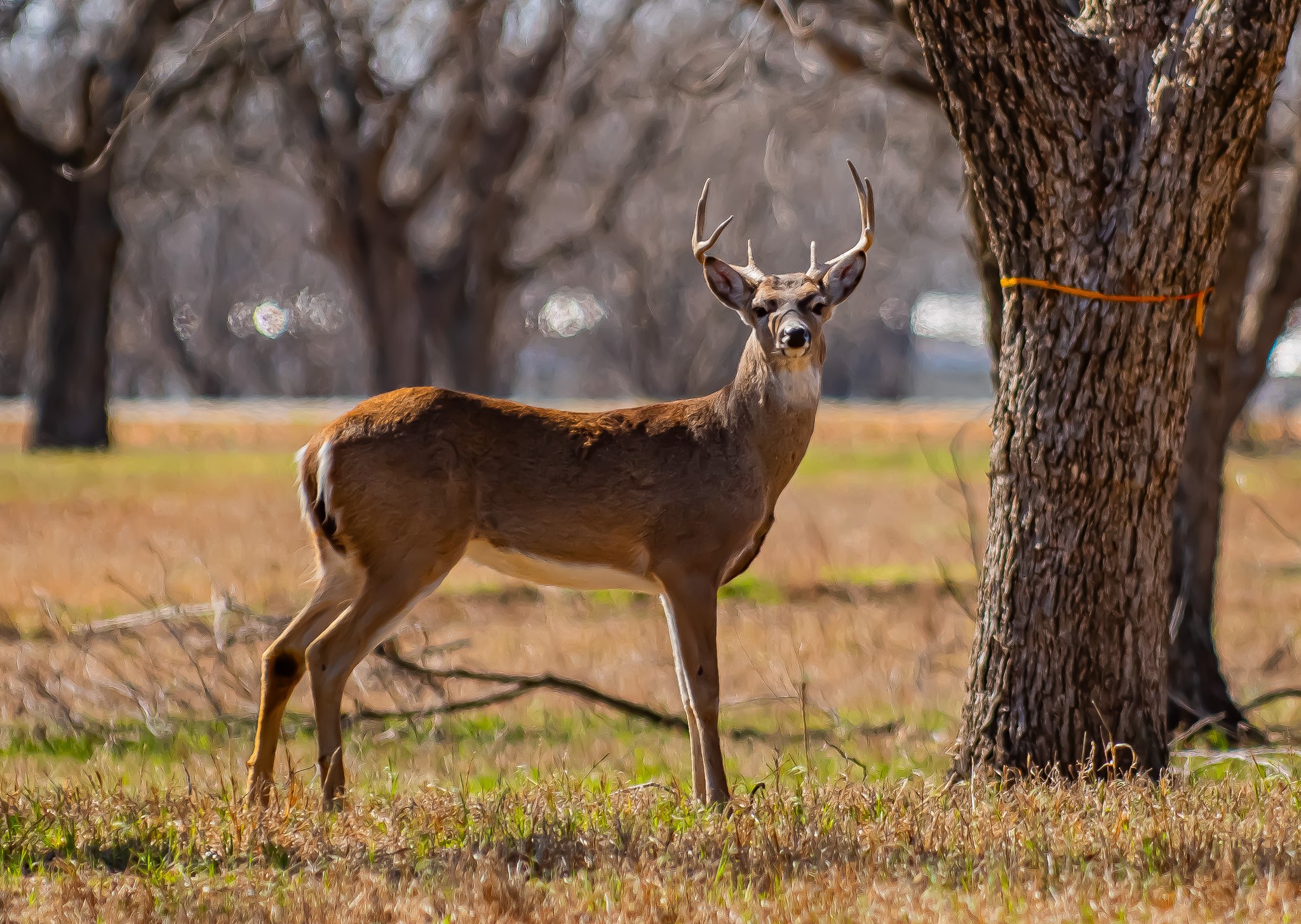 3113 E Landings S Granbury TX 76049