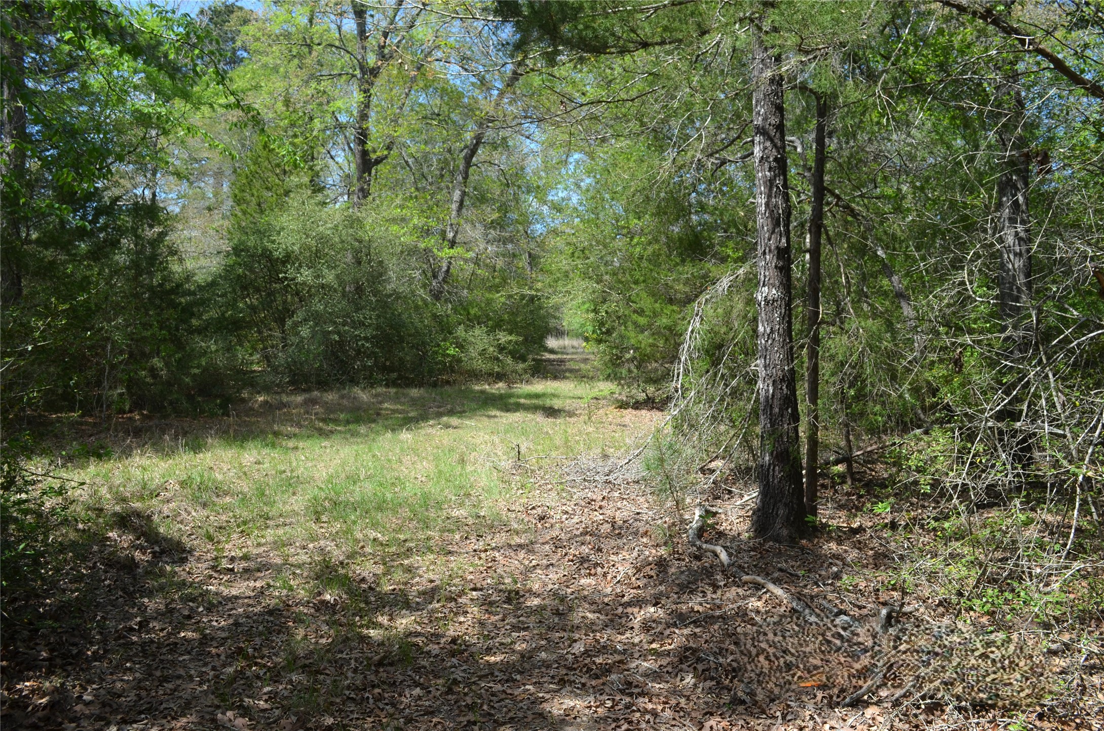 977 E Leona TX 75850