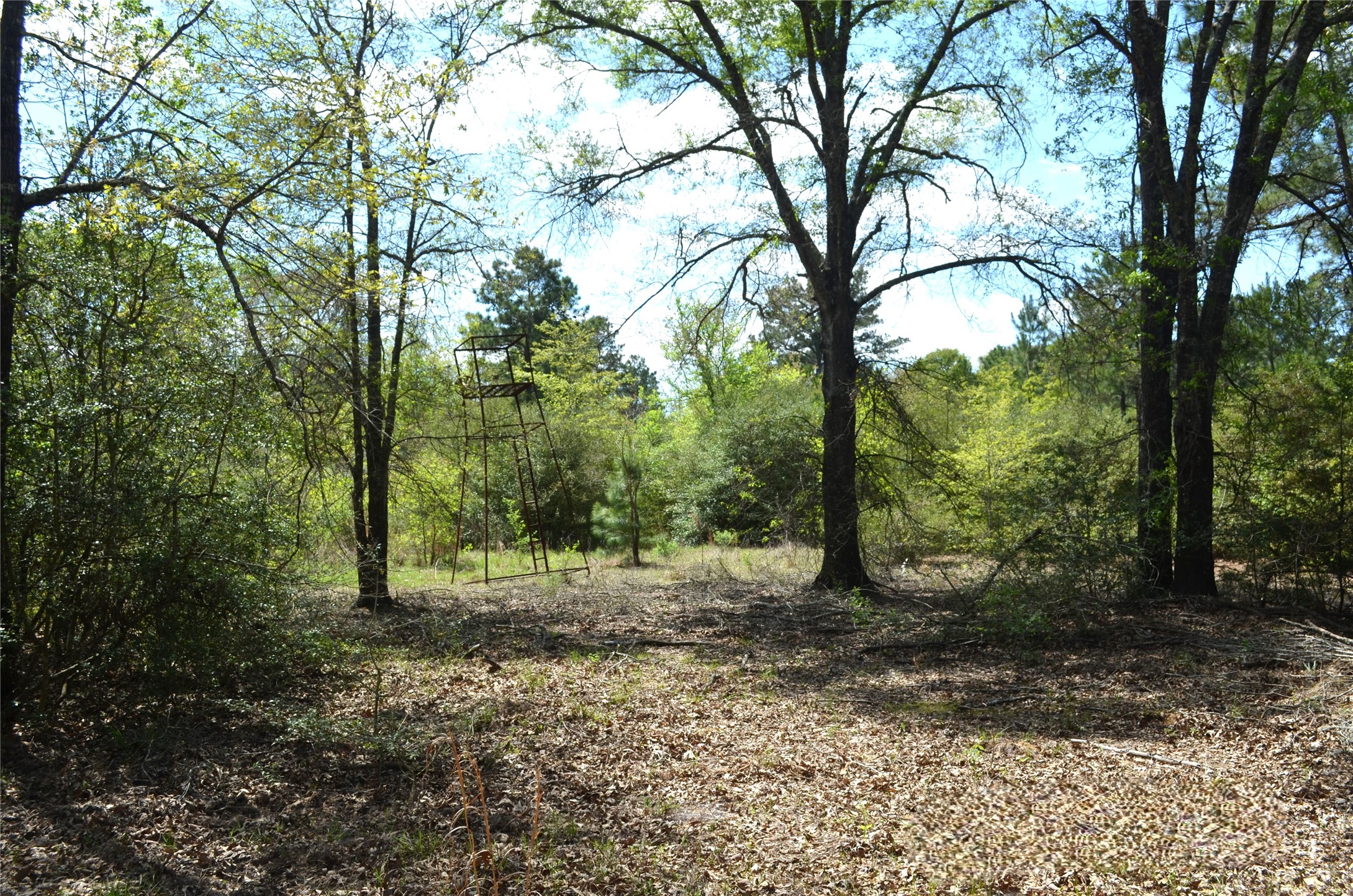 977 E Leona TX 75850