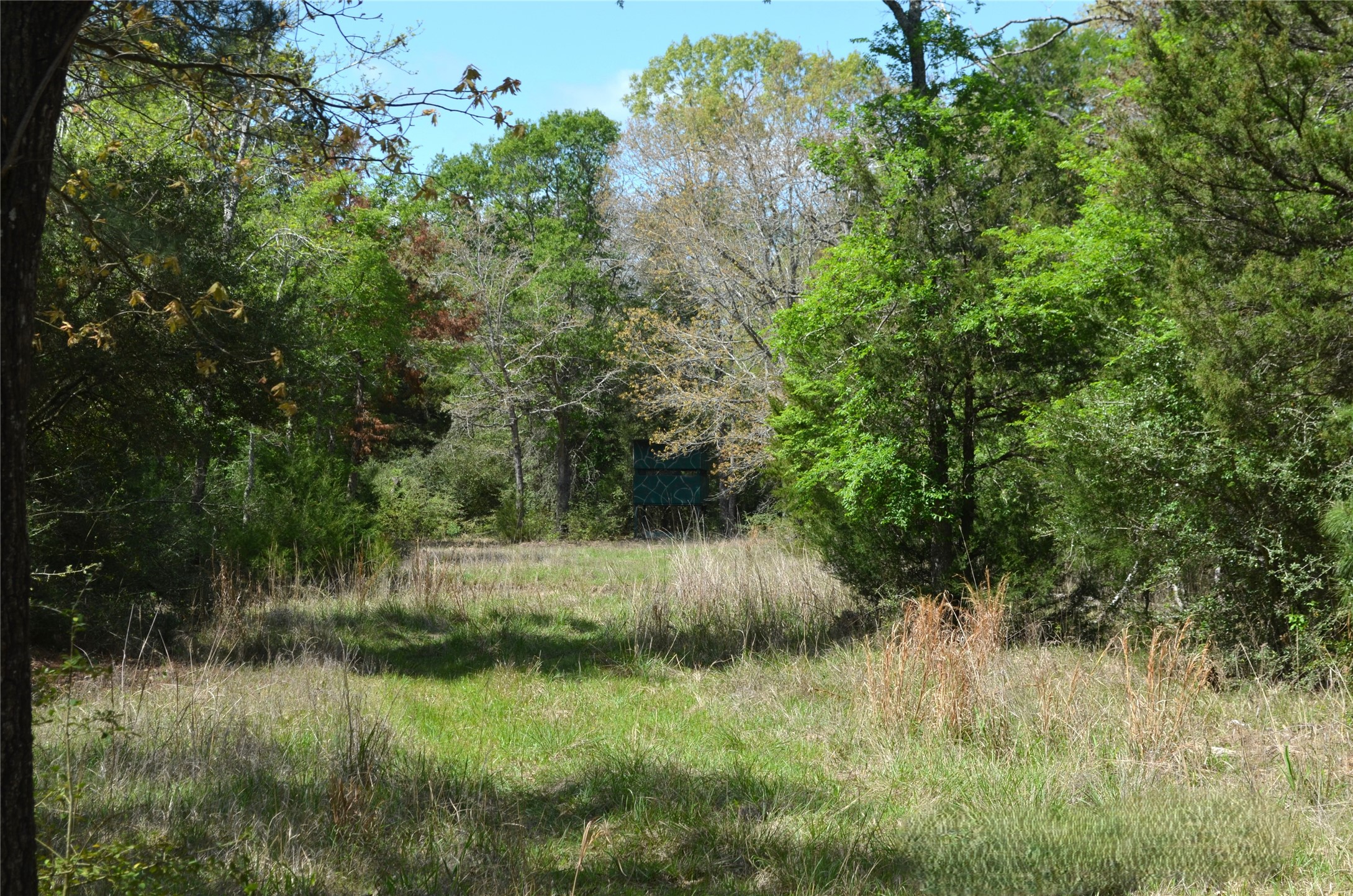 977 E Leona TX 75850