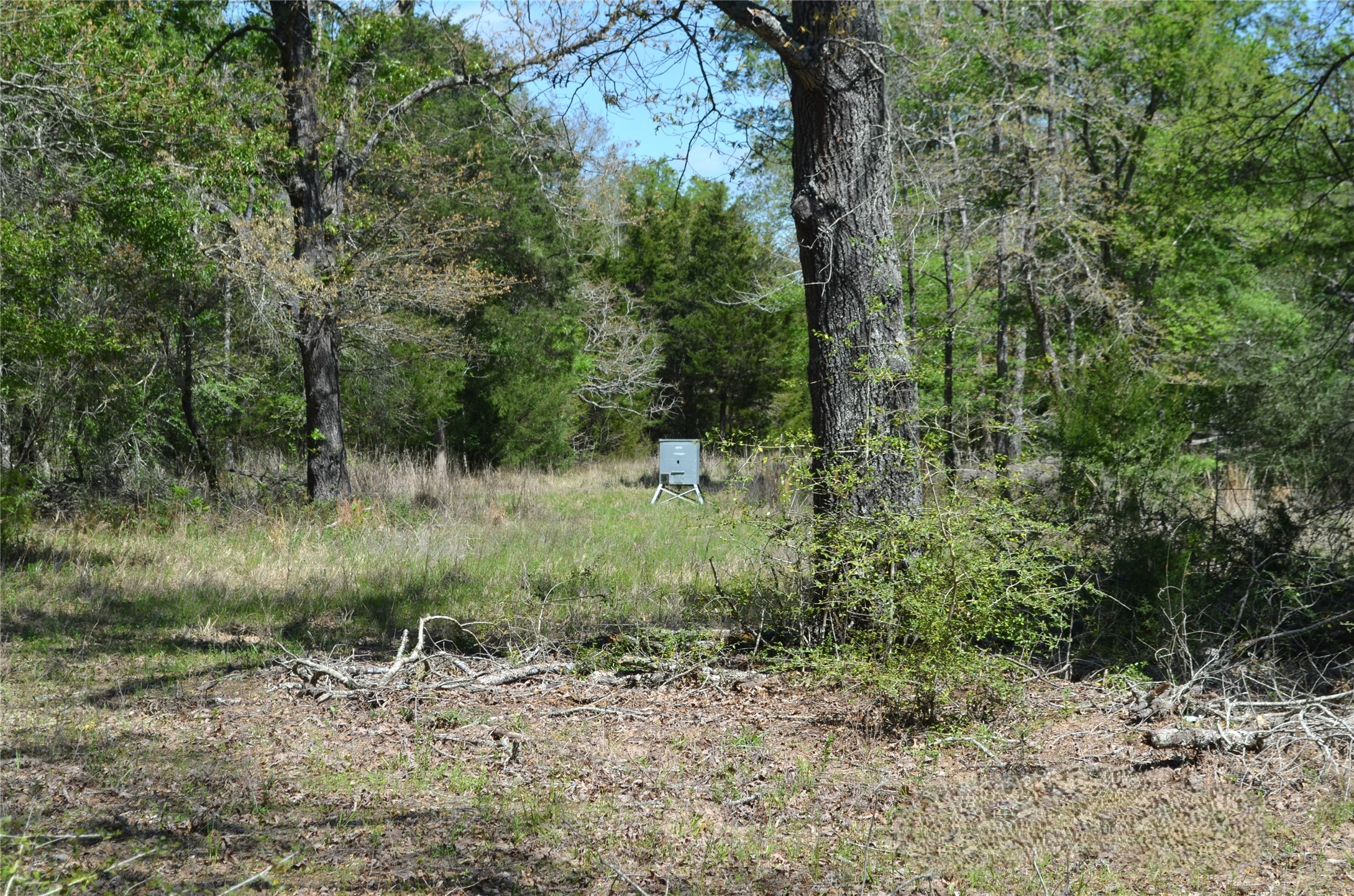 977 E Leona TX 75850