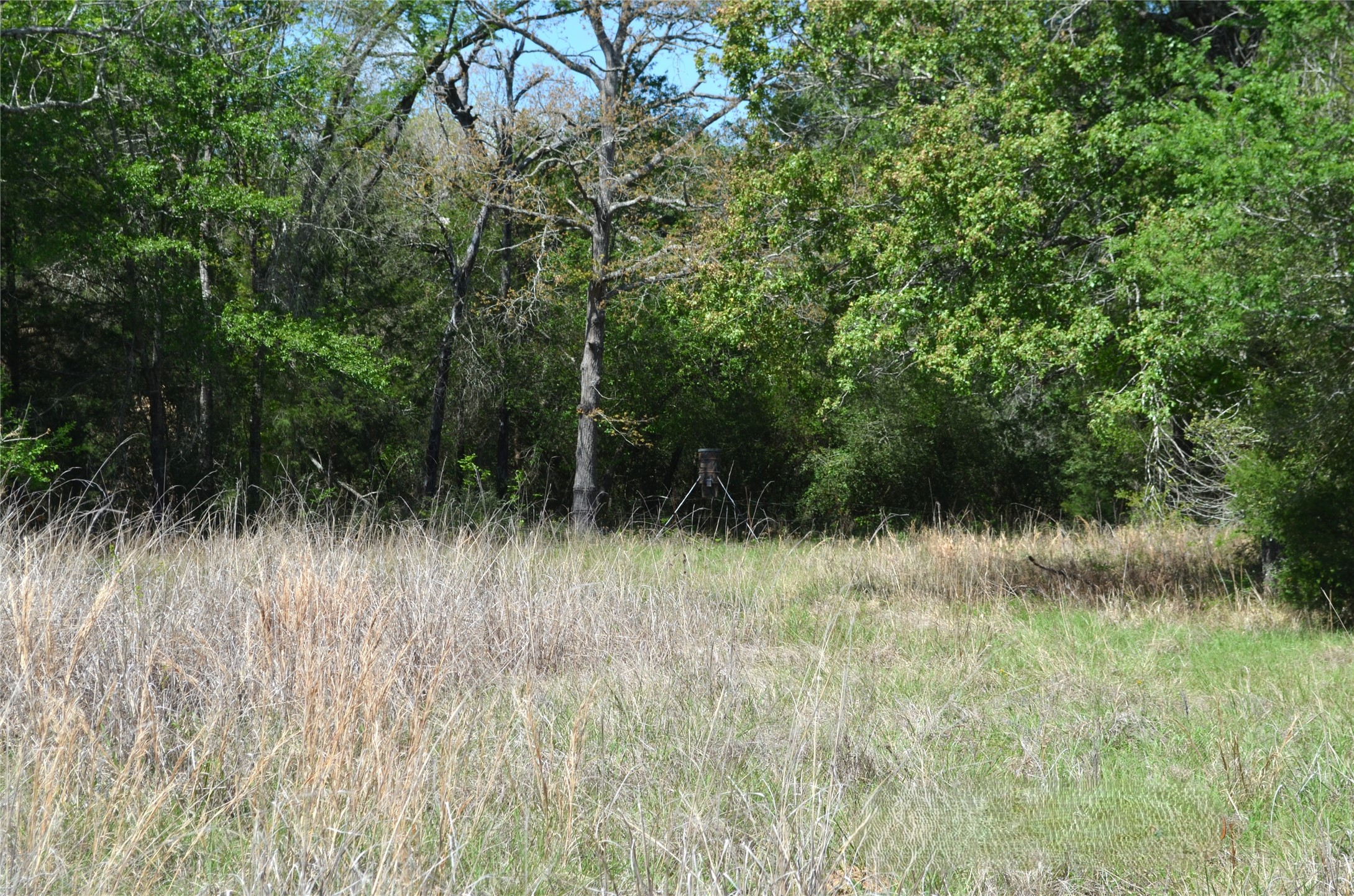 977 E Leona TX 75850