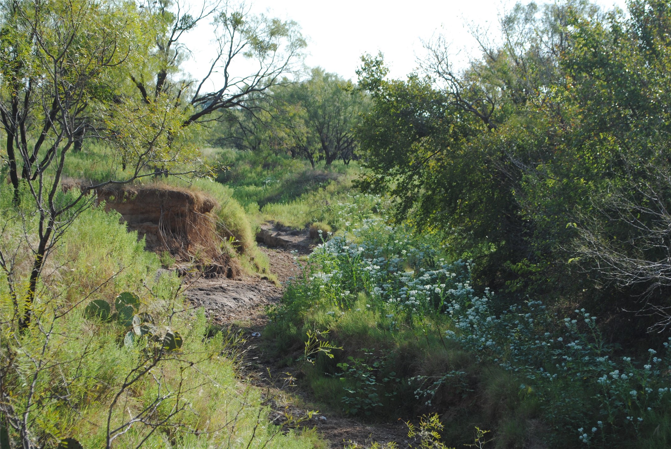 Tbd Cr 131 Comanche TX 76857