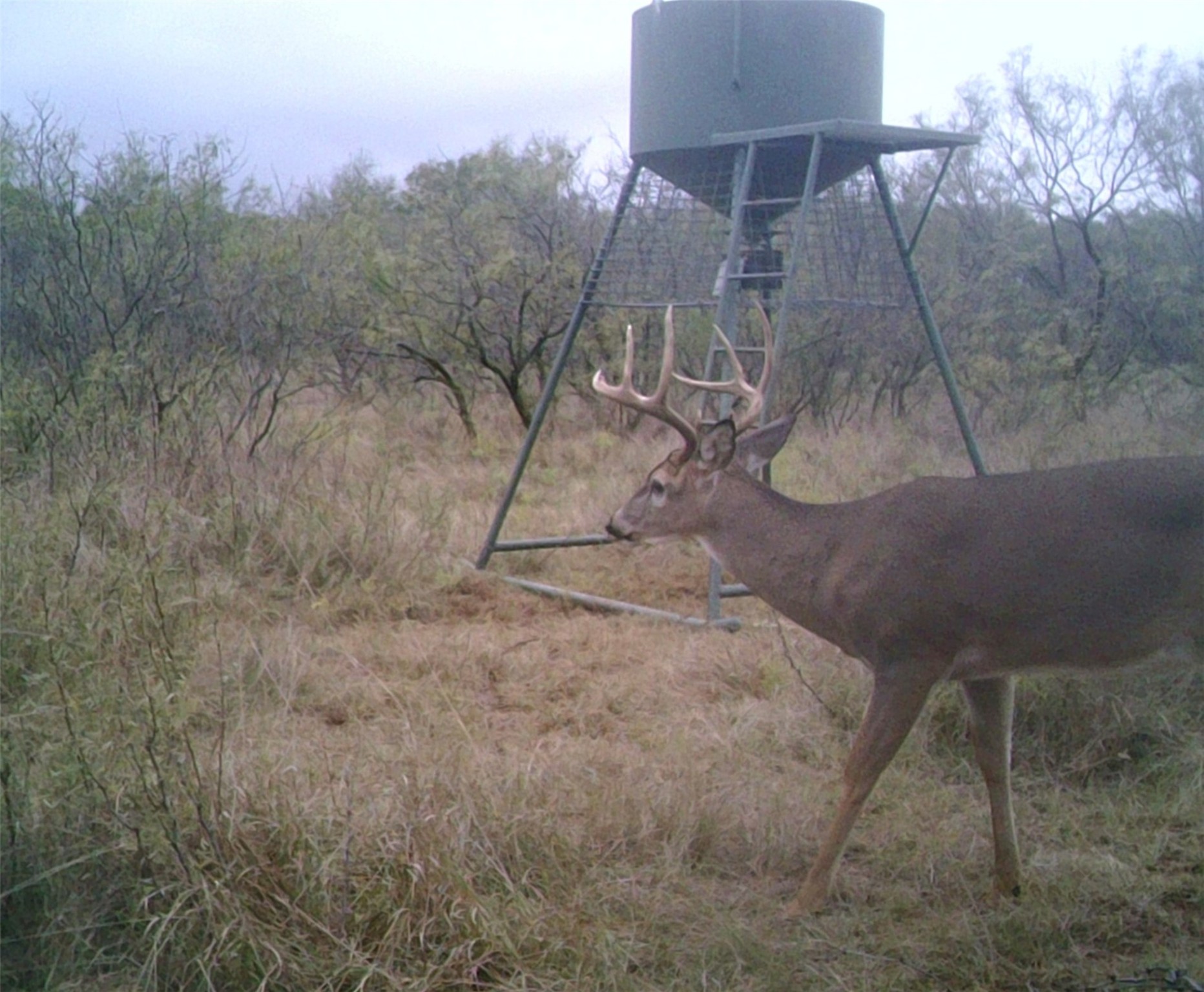 Tbd Davis Ln-tract 8 Bellevue TX 76228
