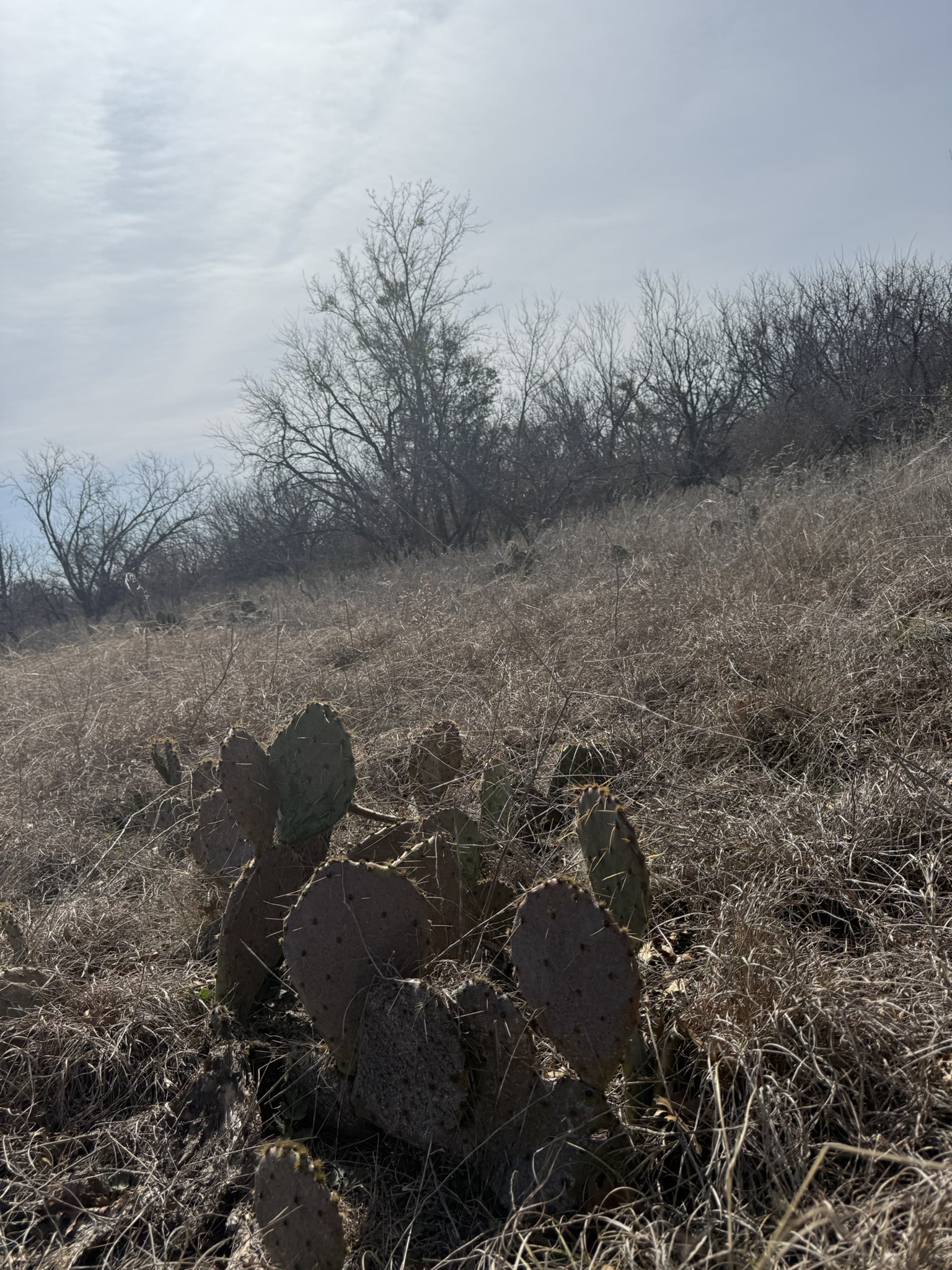Tbd 1.75 Acres Sherwood Drive Brownwood TX 76801