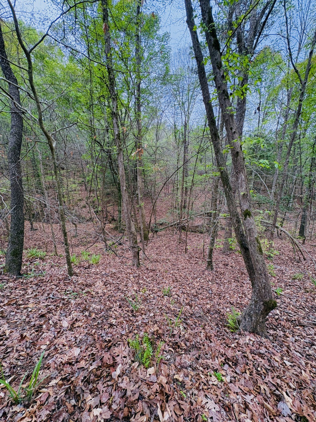 Tbd (Tract B) Fm 711 Center TX 75935