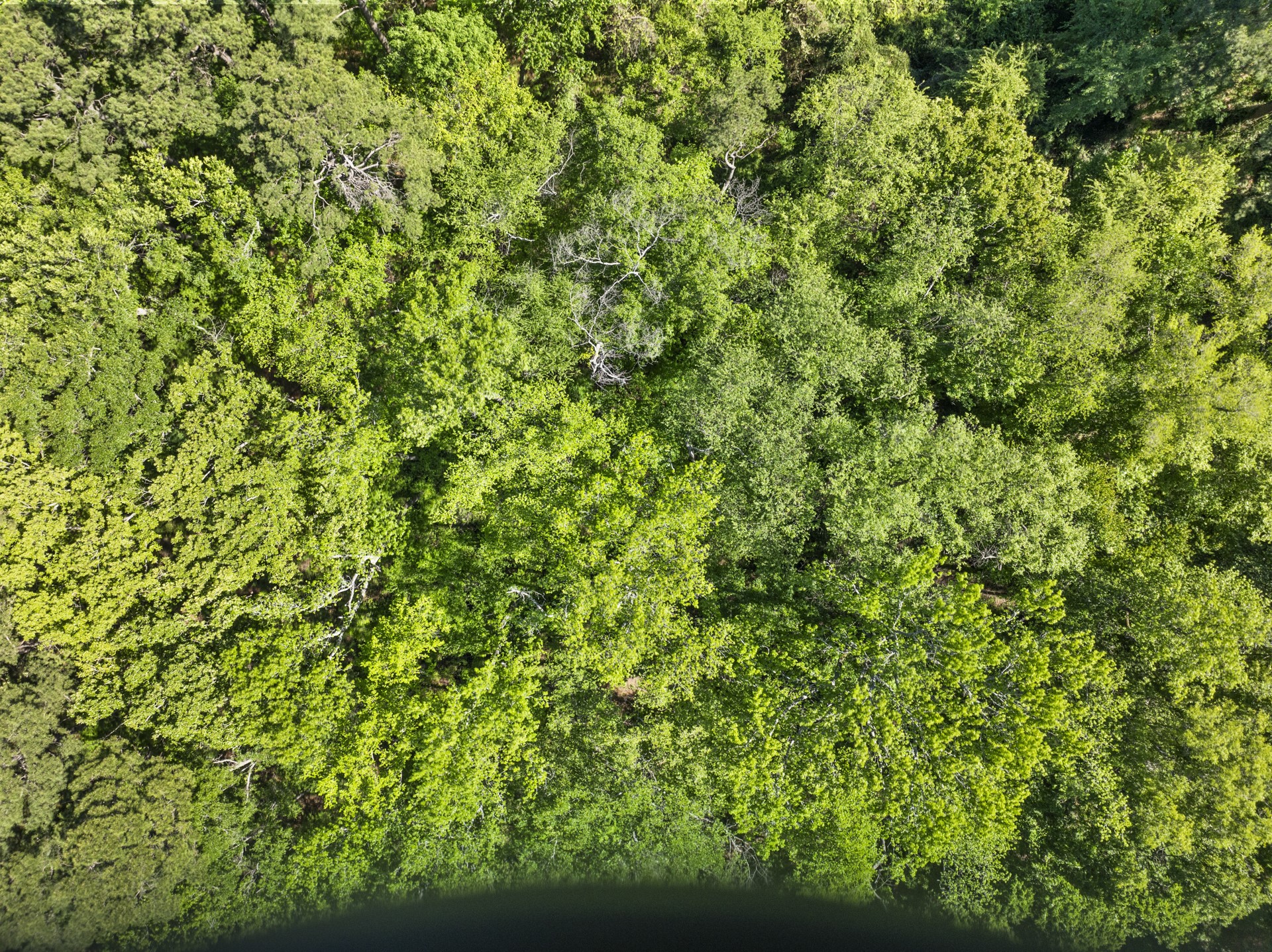 Lot 18 Country Club Road Scroggins TX 75480