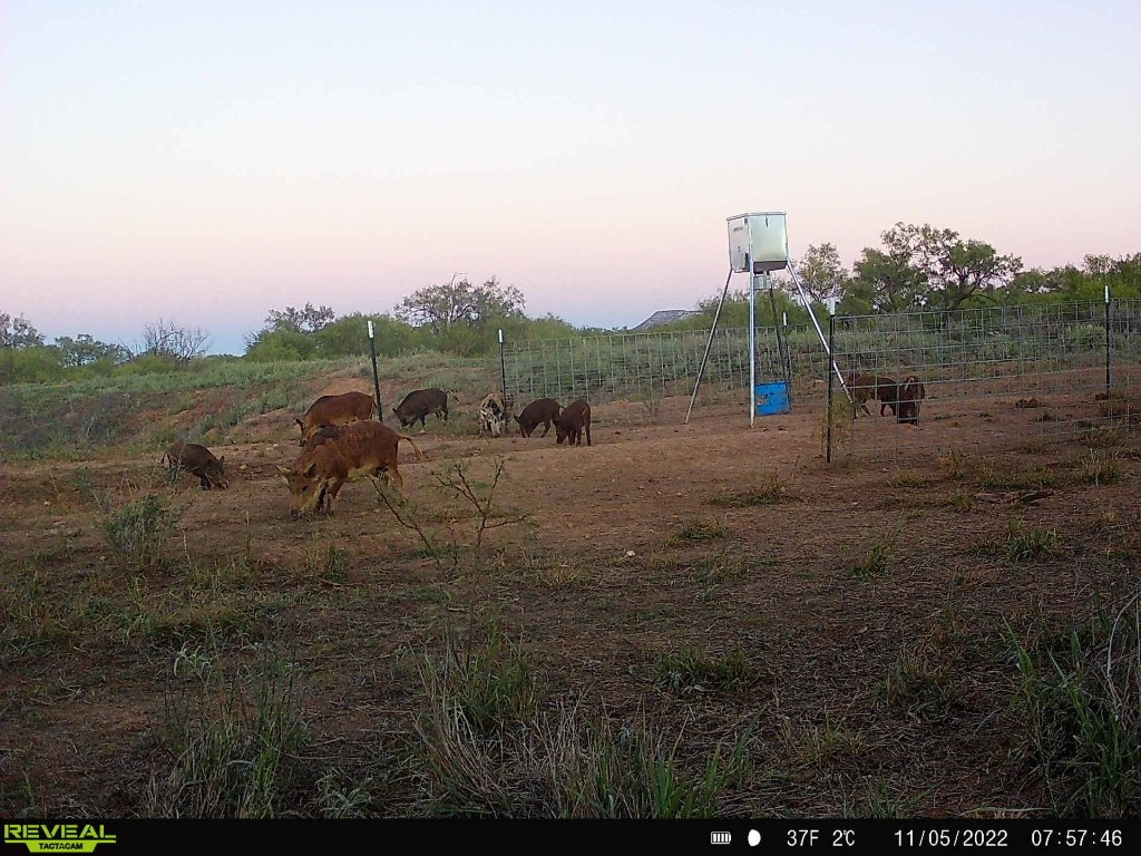 Tbd U S Highway 277 Bronte TX 76933