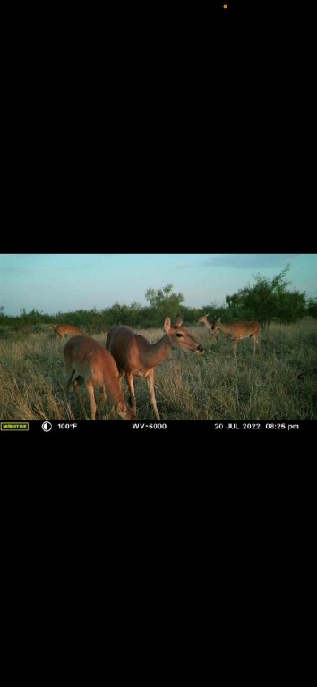Tbd U S Highway 277 Bronte TX 76933
