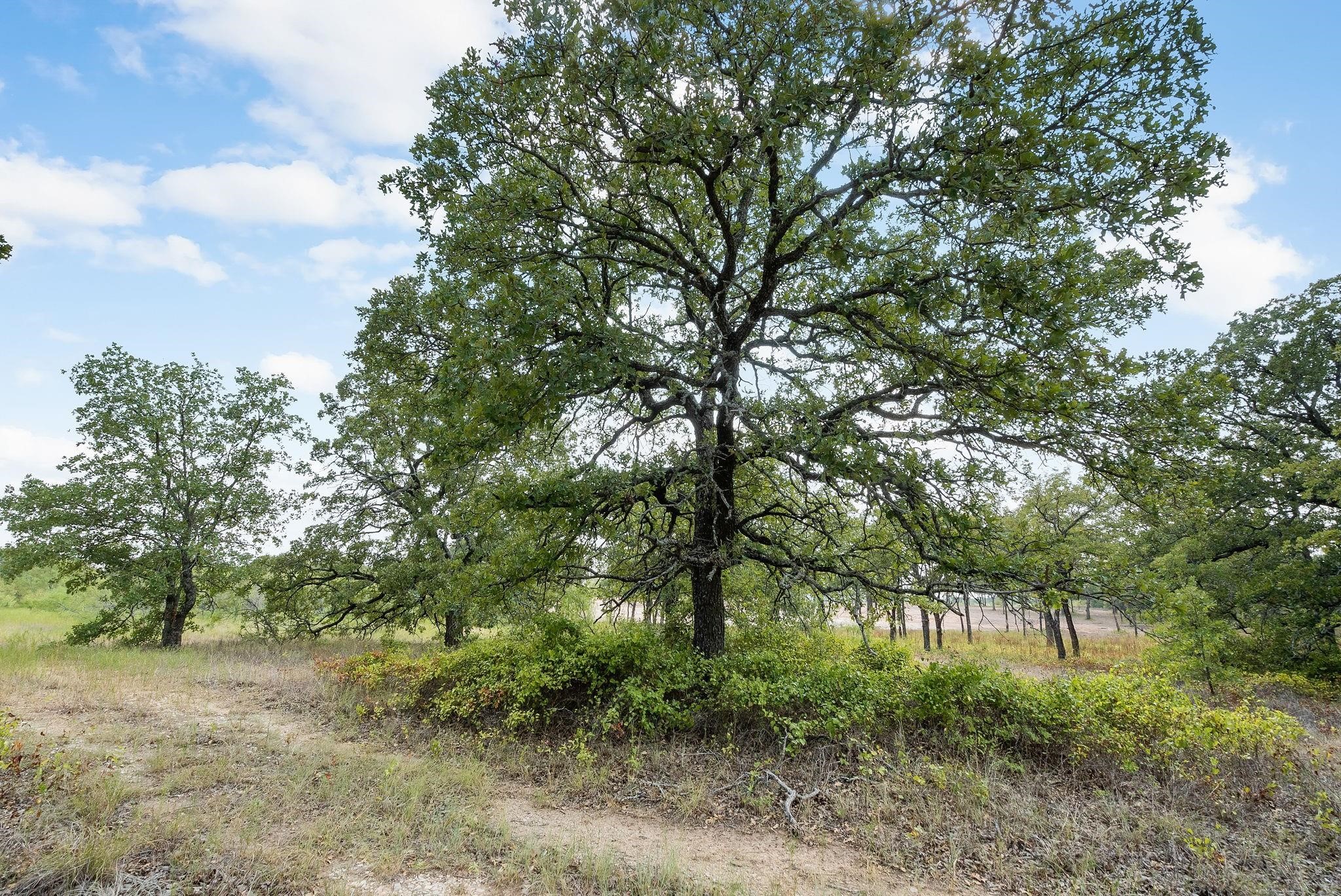 Lot 13 Double B Ranch Road S Perrin TX 76486