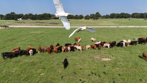 P2L14 County Road 463 Mexia TX 76667