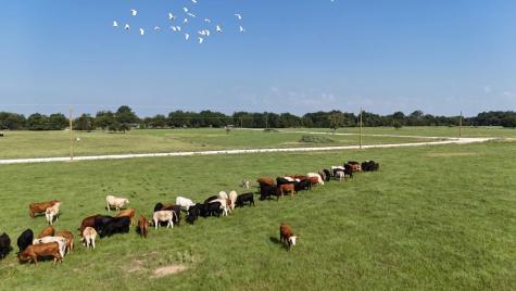 P2L14 County Road 463 Mexia TX 76667