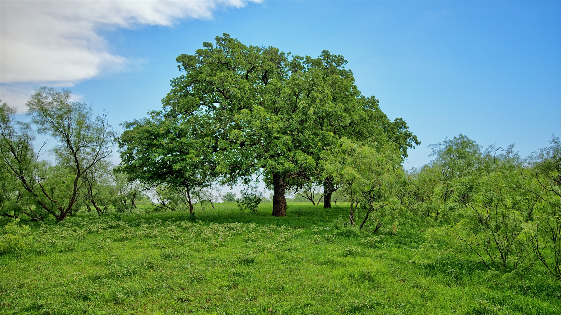 Tbd Cardwell Road Ringgold TX 76261